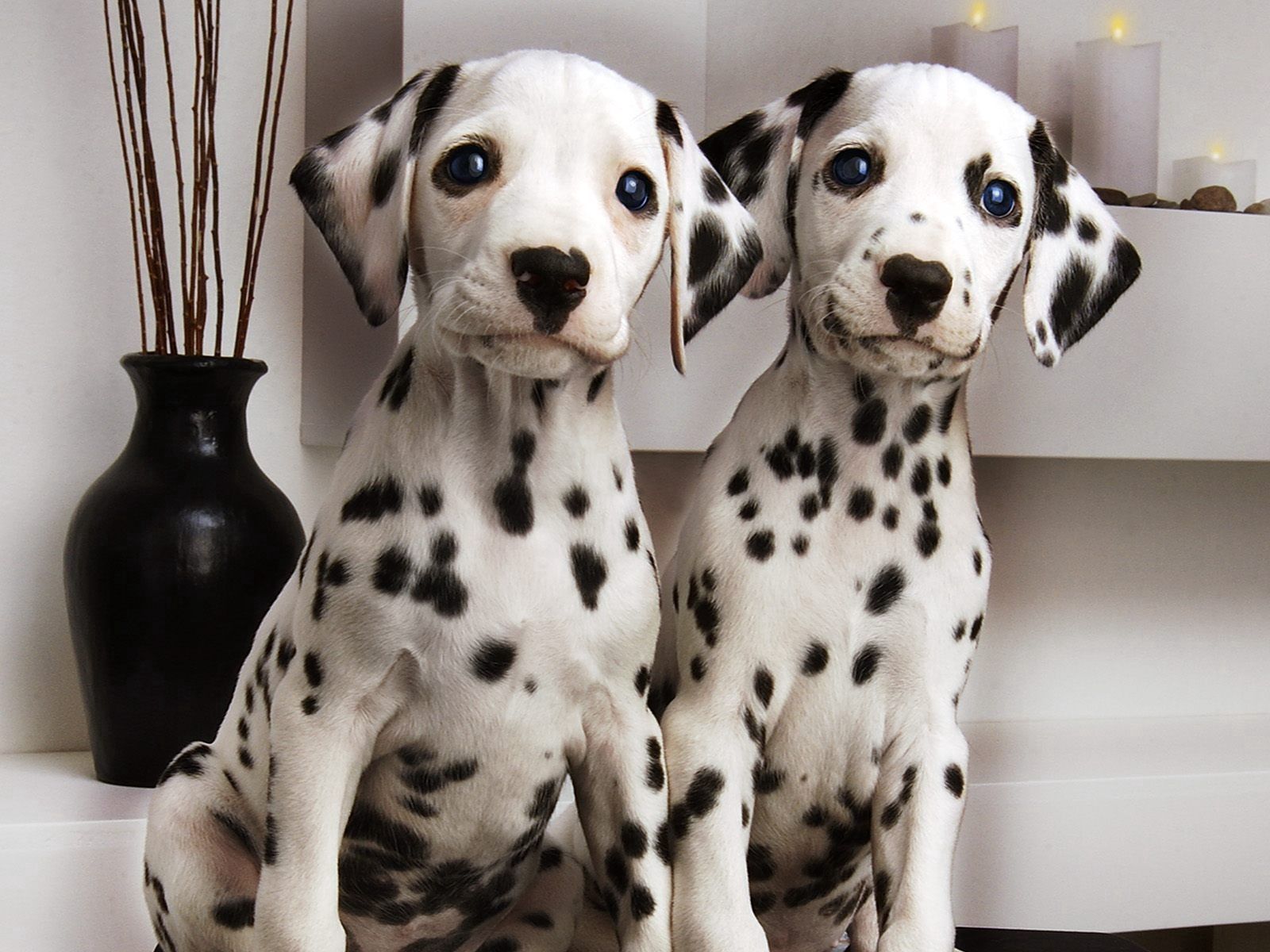 puppies, animals, couple, pair, spotted, spotty, dalmatians, dalmatines cellphone