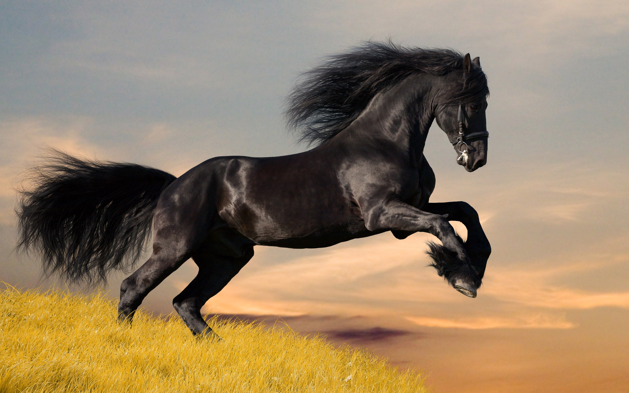 Horse Desktop Wallpaper Widescreen 7007545