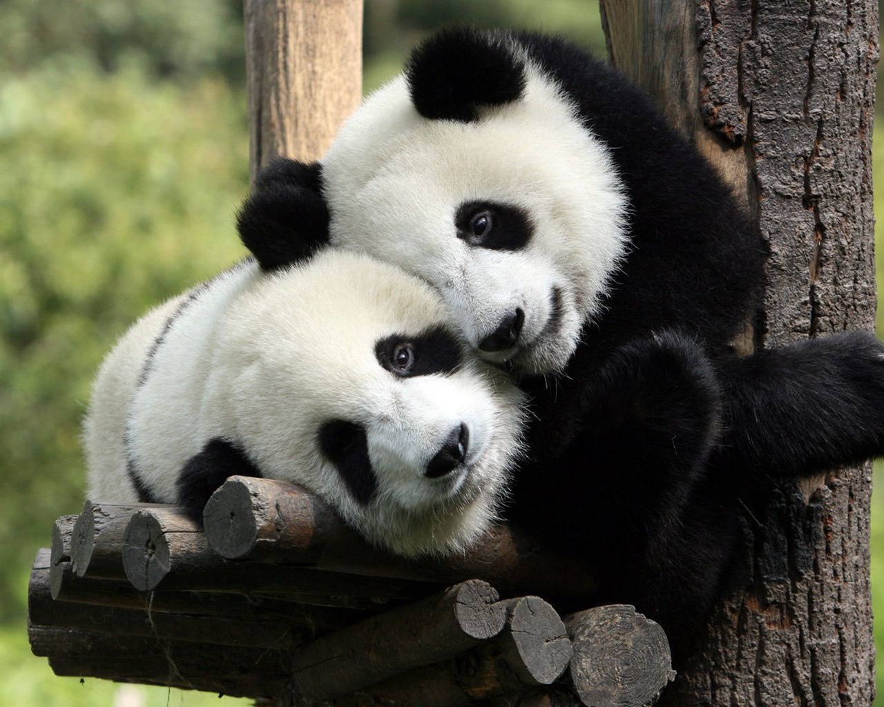 16640 скачать обои животные, панды, медведи - заставки и картинки бесплатно
