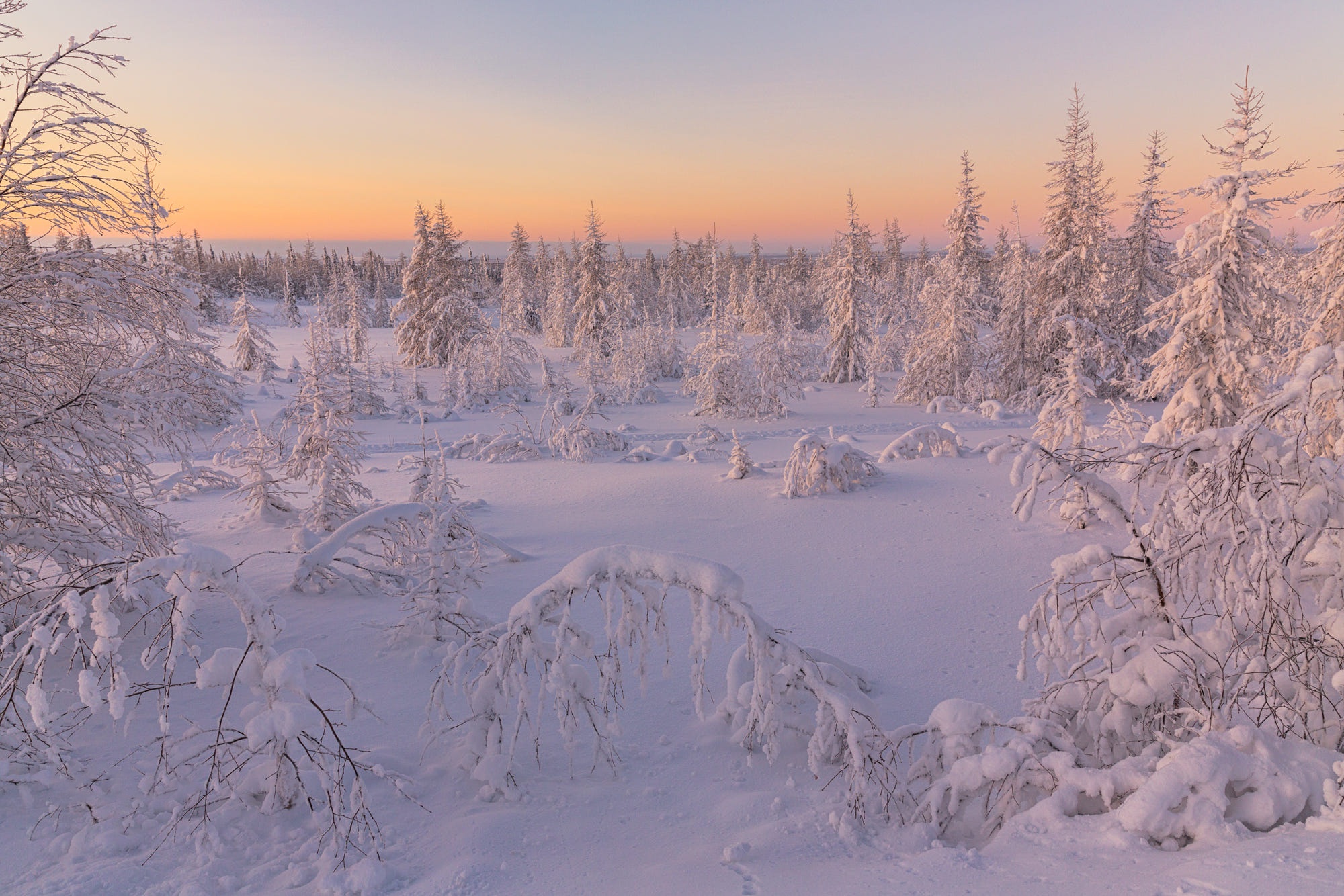 1003577画像をダウンロード地球, 冬, 夜明け, モミの木, 森, 朝, 雪-壁紙とスクリーンセーバーを無料で
