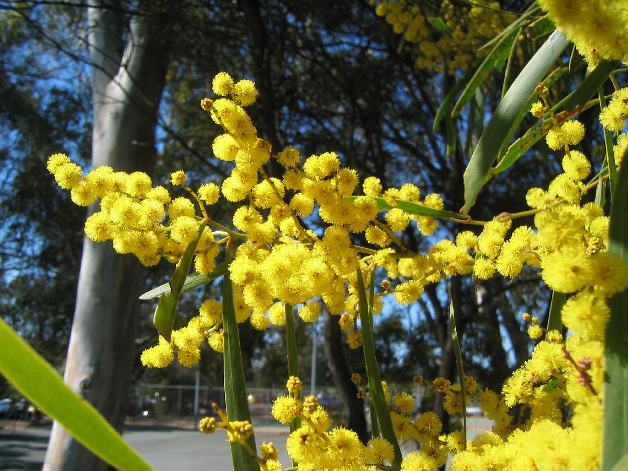 HD wattle wallpapers | Peakpx