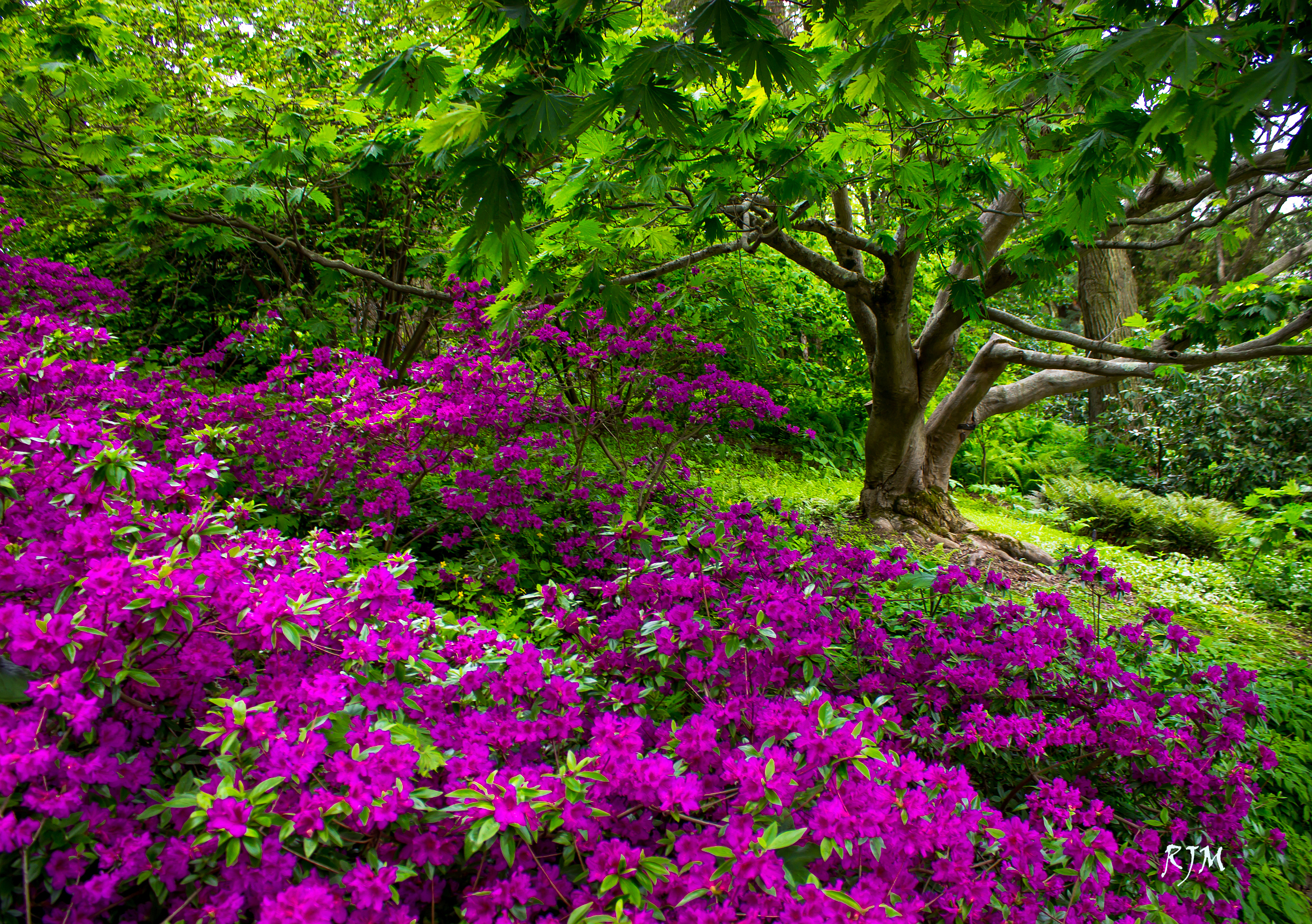 Download mobile wallpaper Flowers, Flower, Park, Tree, Earth, Spring, Purple Flower for free.