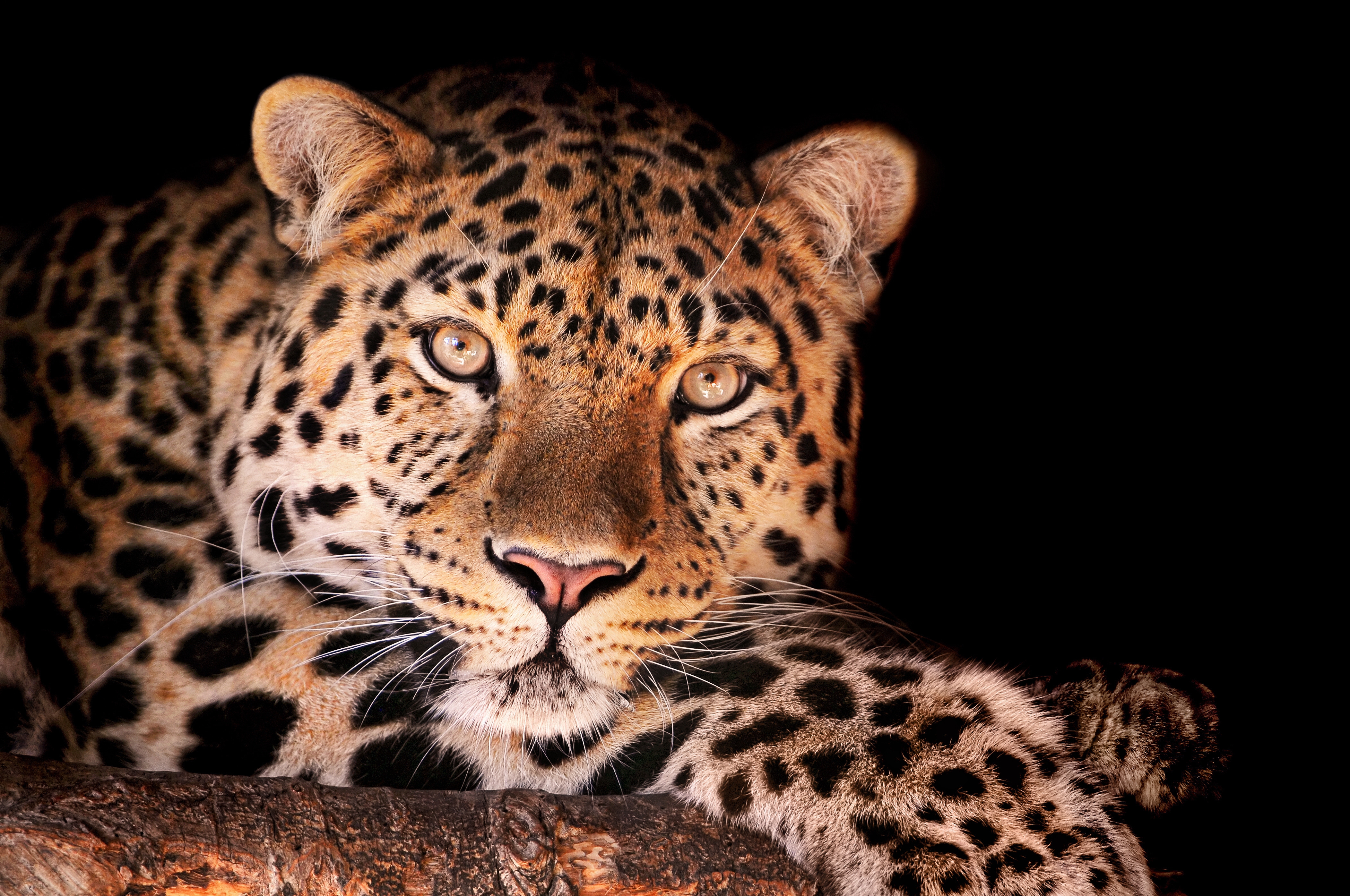 Baixar papel de parede para celular de Leopardo, Focinho, Visto, Manchado, Animais, Escuro gratuito.