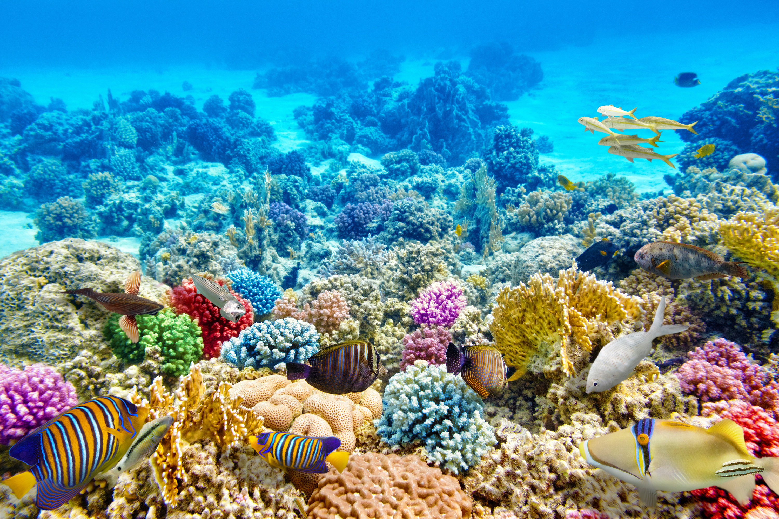 420399 Hintergrundbild herunterladen fische, tiere, fisch, farben, koralle, seeleben, unterwasser - Bildschirmschoner und Bilder kostenlos
