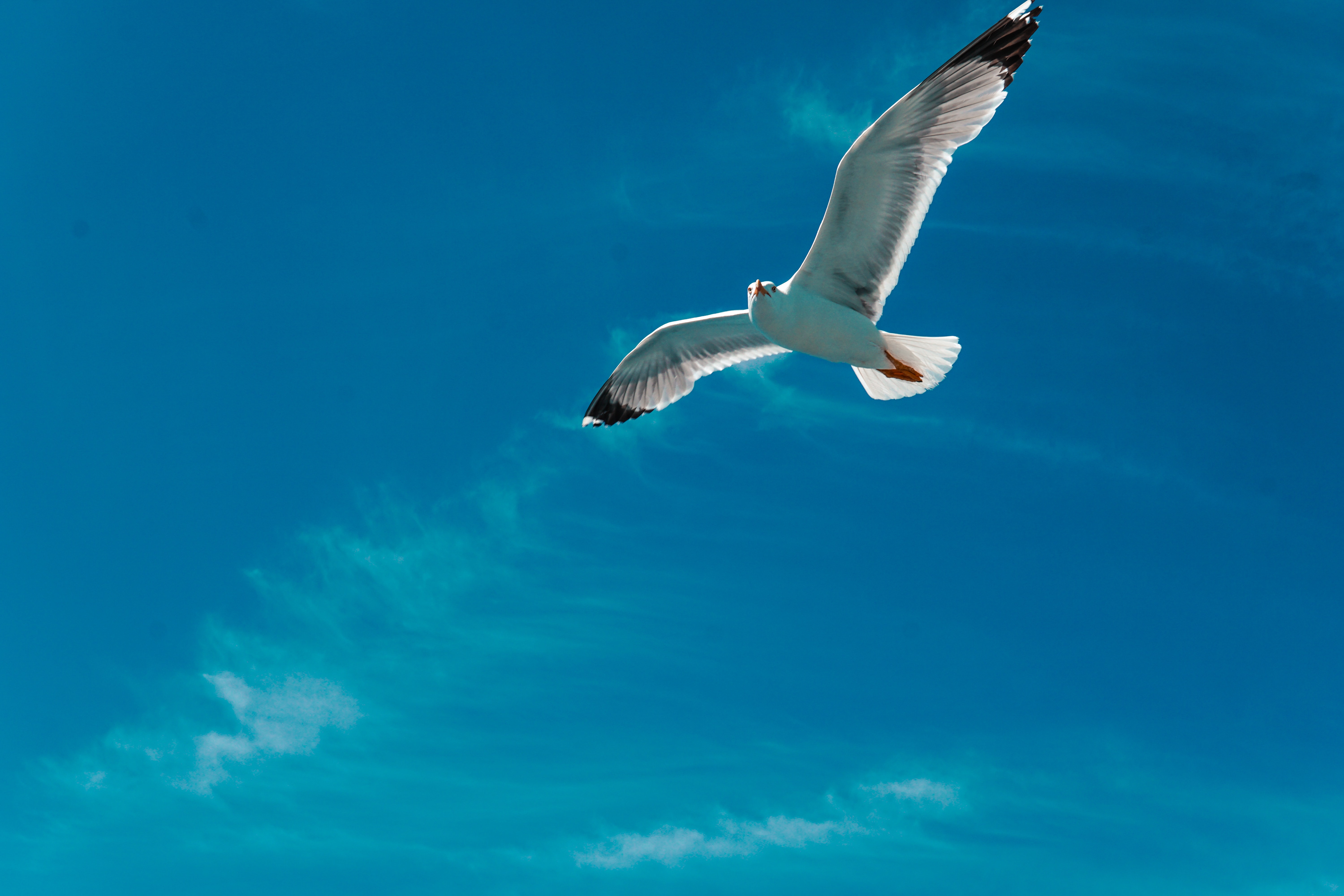 Download mobile wallpaper Gull, Animals, Clouds, Seagull, Flight, Sky, Bird, Wings for free.
