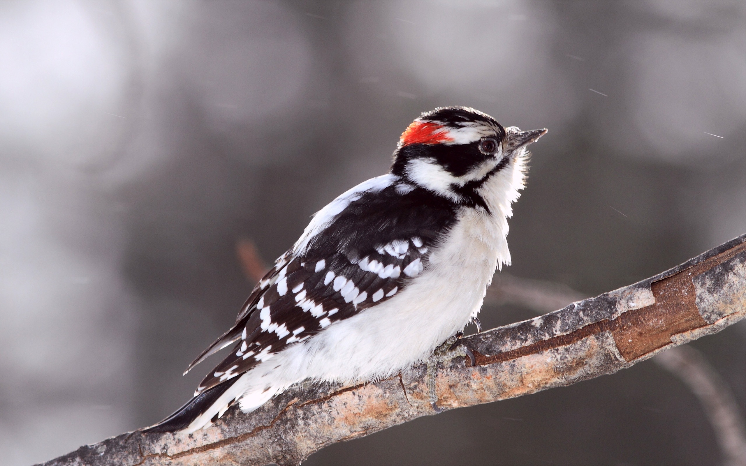 woodpecker, animal, bird