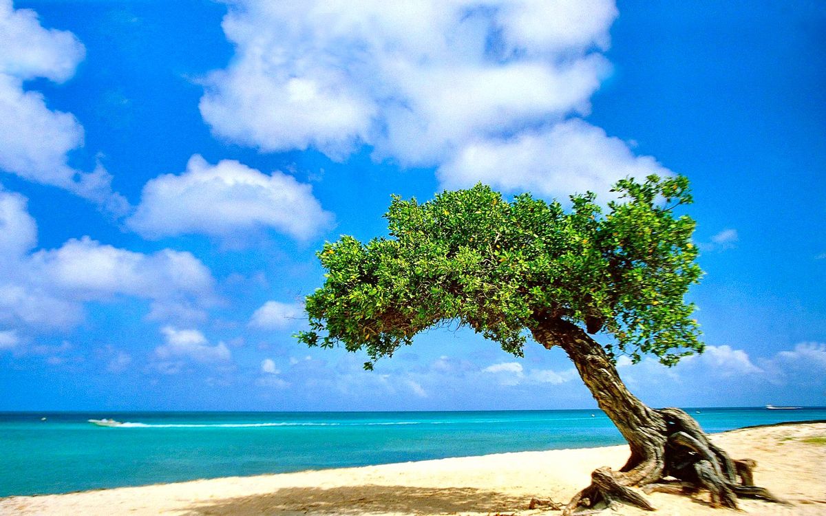 Деревья на Мальдивах
