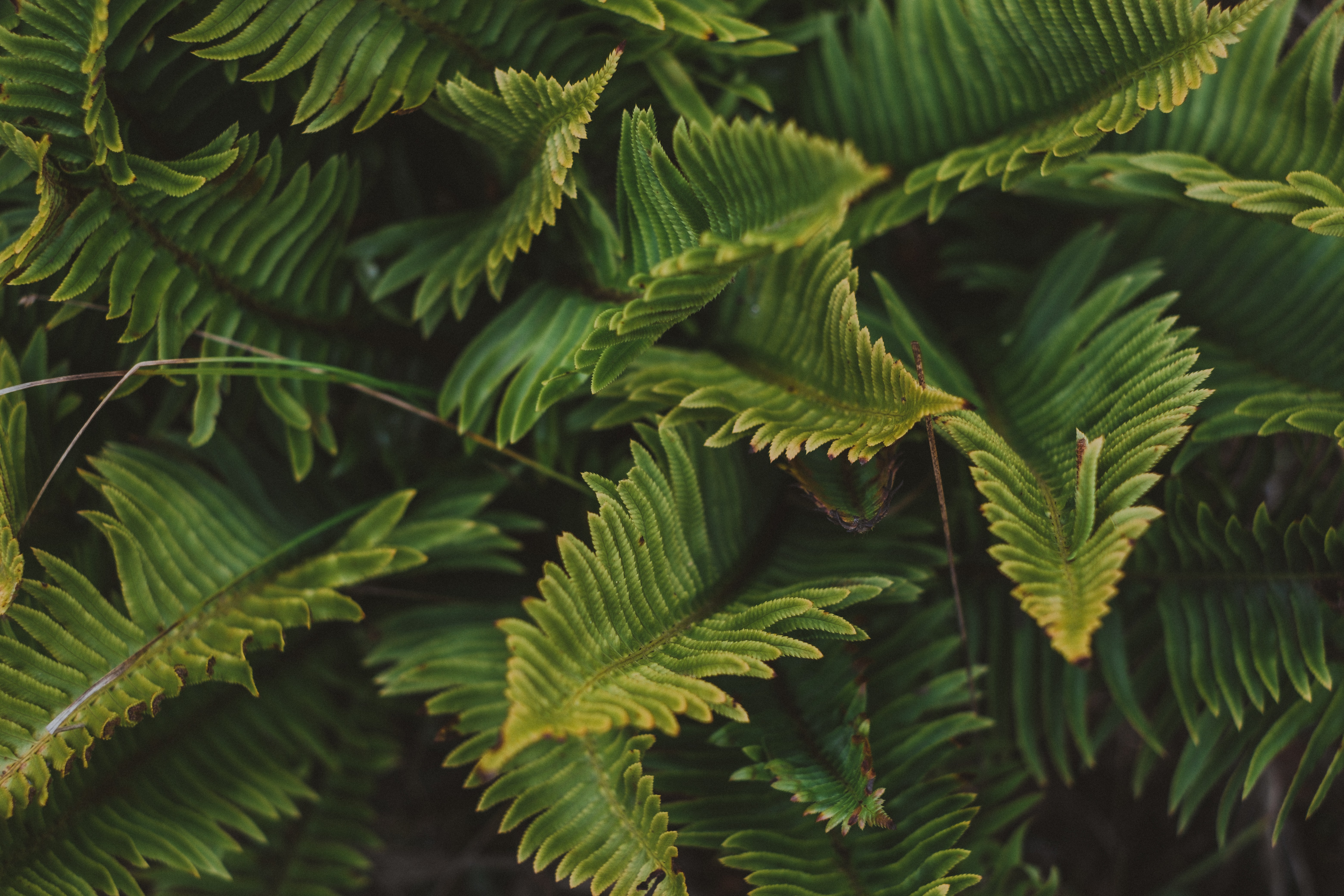 Laden Sie das Blätter, Makro, Farn, Pflanze-Bild kostenlos auf Ihren PC-Desktop herunter