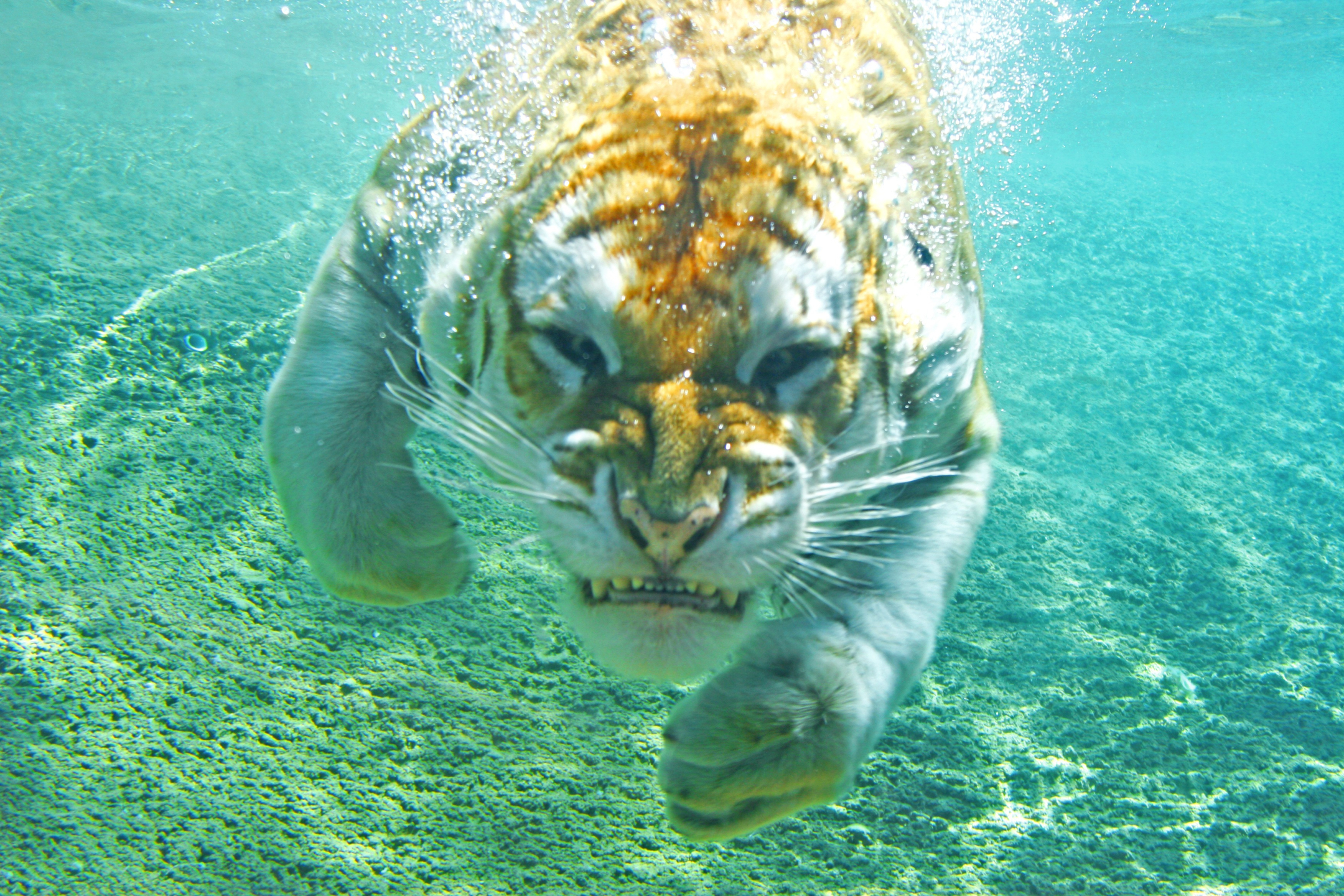 1142132 Bild herunterladen tiere, tiger, schwimmen, unterwasser, katzen - Hintergrundbilder und Bildschirmschoner kostenlos