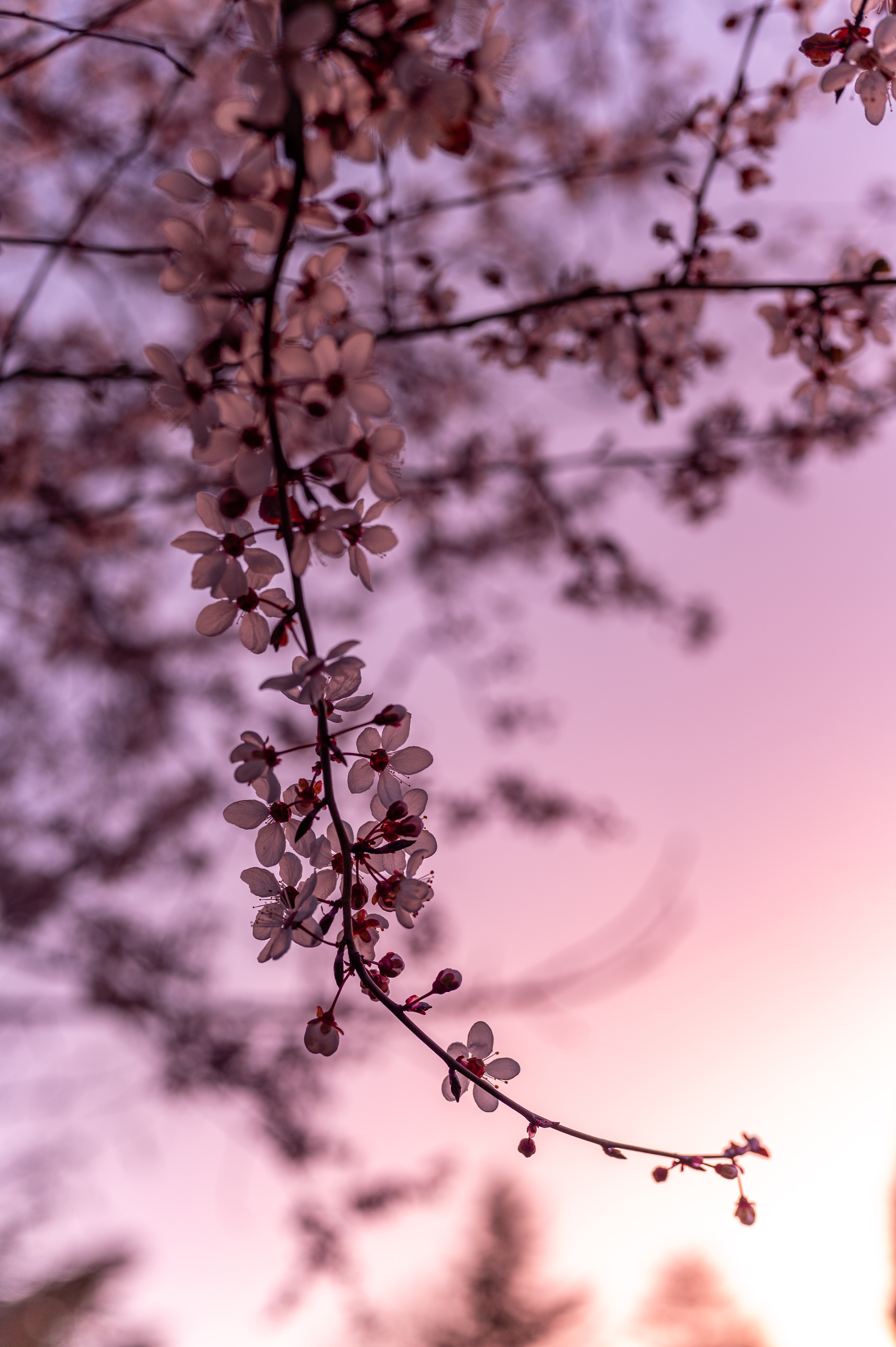sakura, flowers, cherry, branch, spring Free Stock Photo