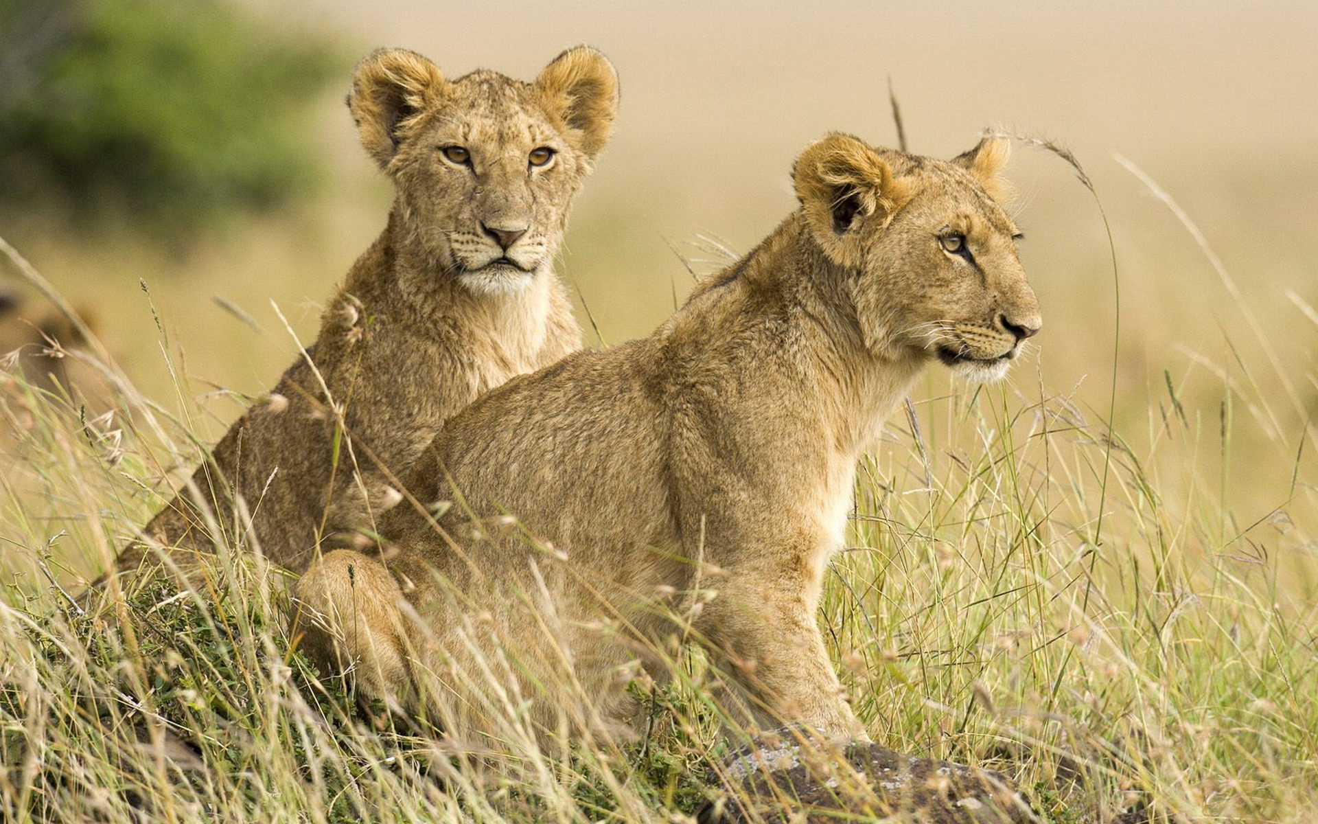 Meilleurs fonds d'écran Réserve Nationale Du Masaï Mara pour l'écran du téléphone