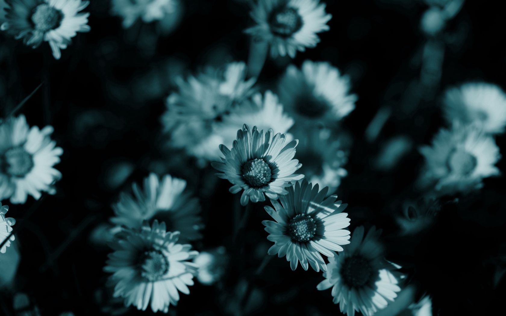 Download mobile wallpaper Shadow, Camomile, Flowers, Nature, Night, Dark for free.