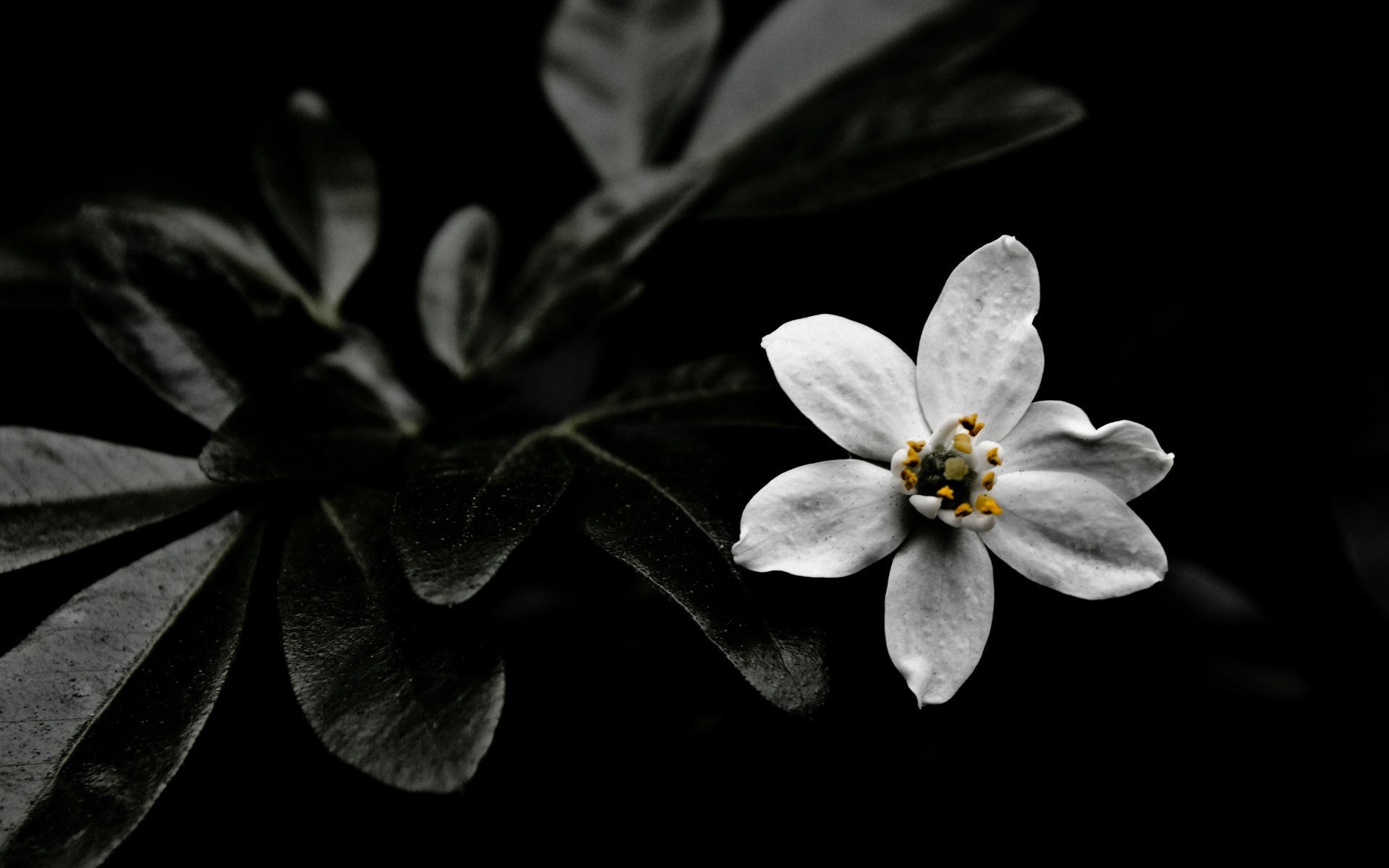 White flower steam фото 84