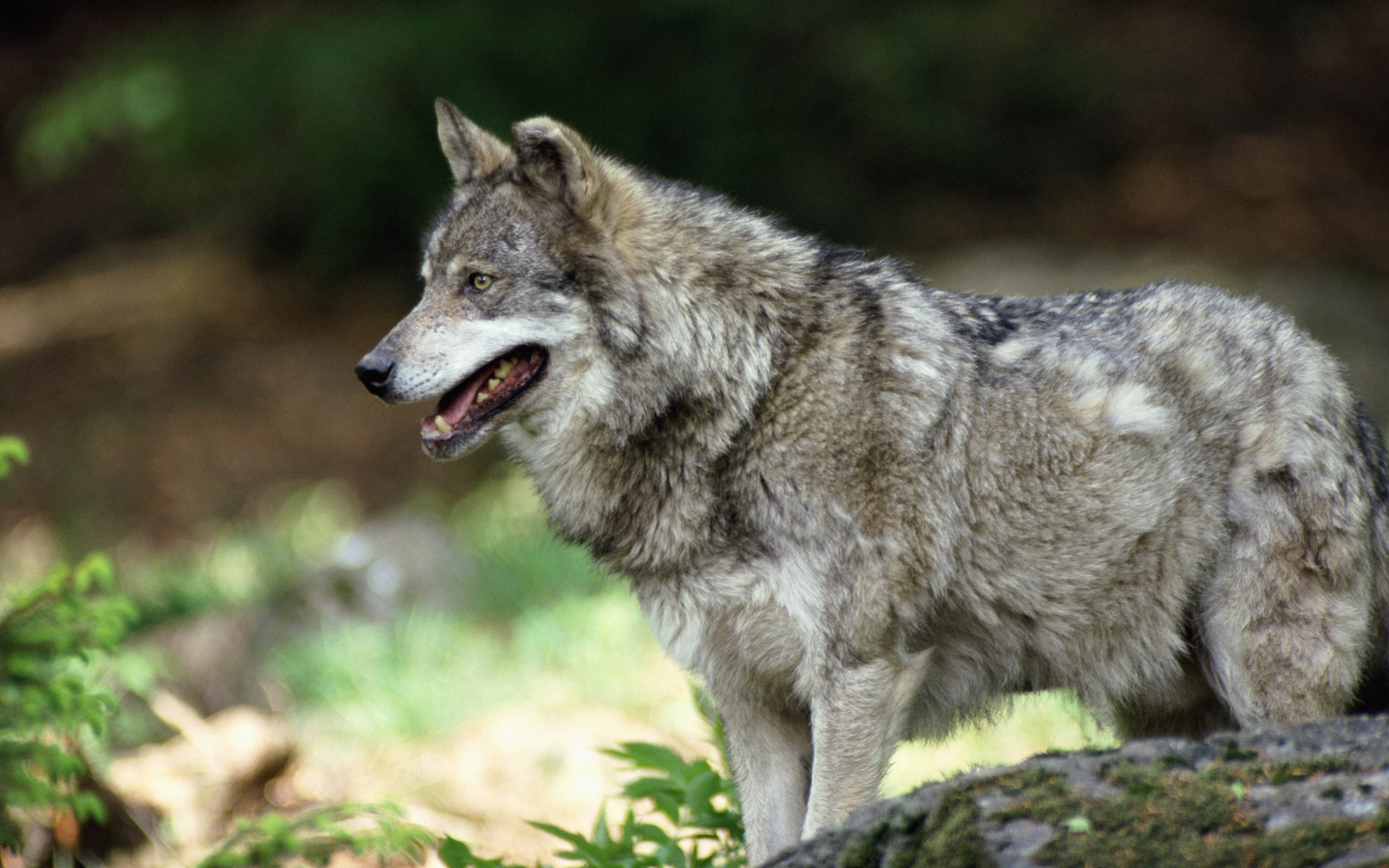 Волк - canis Lupus l.