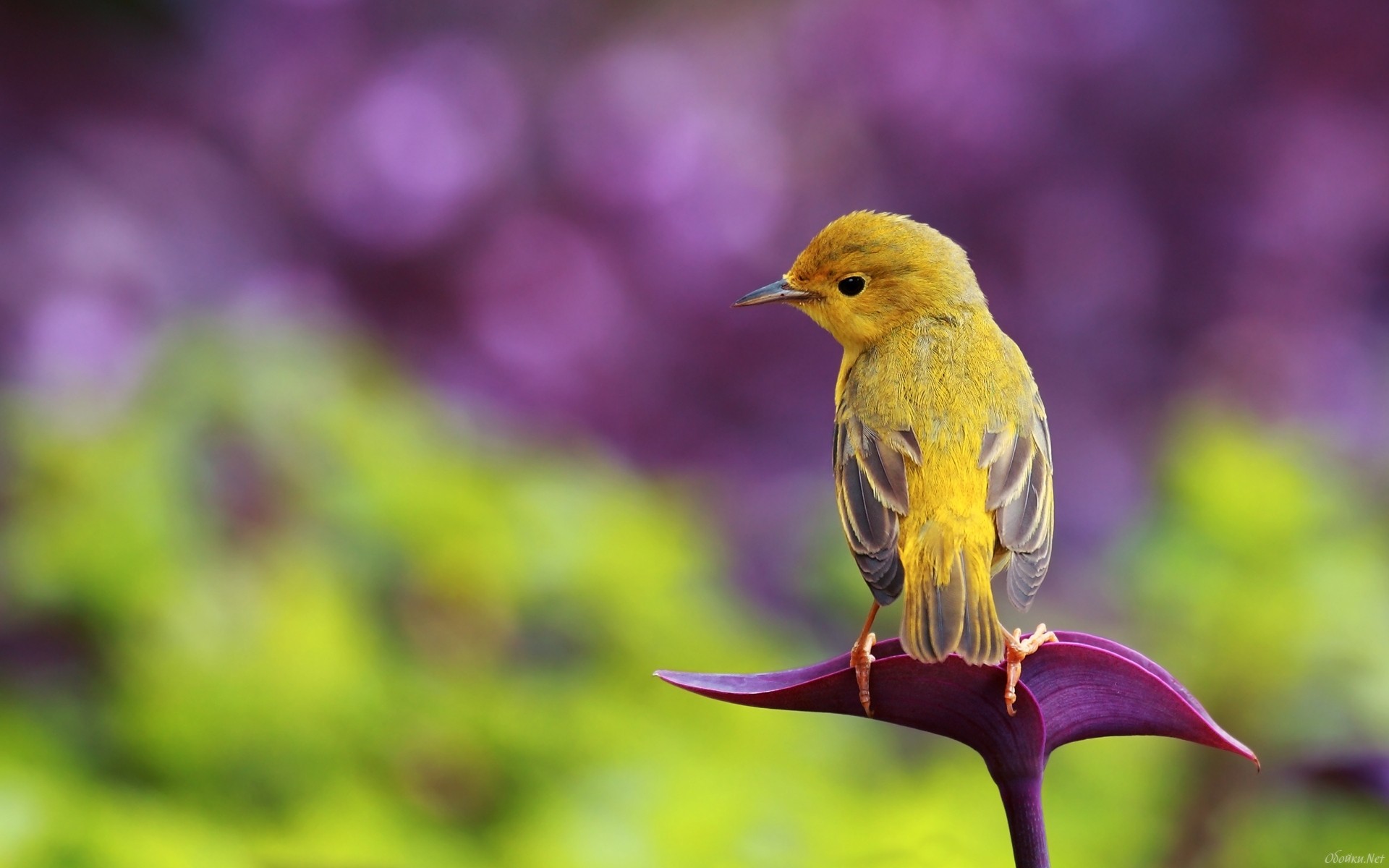 bird, animal, calla lily, goldfinch