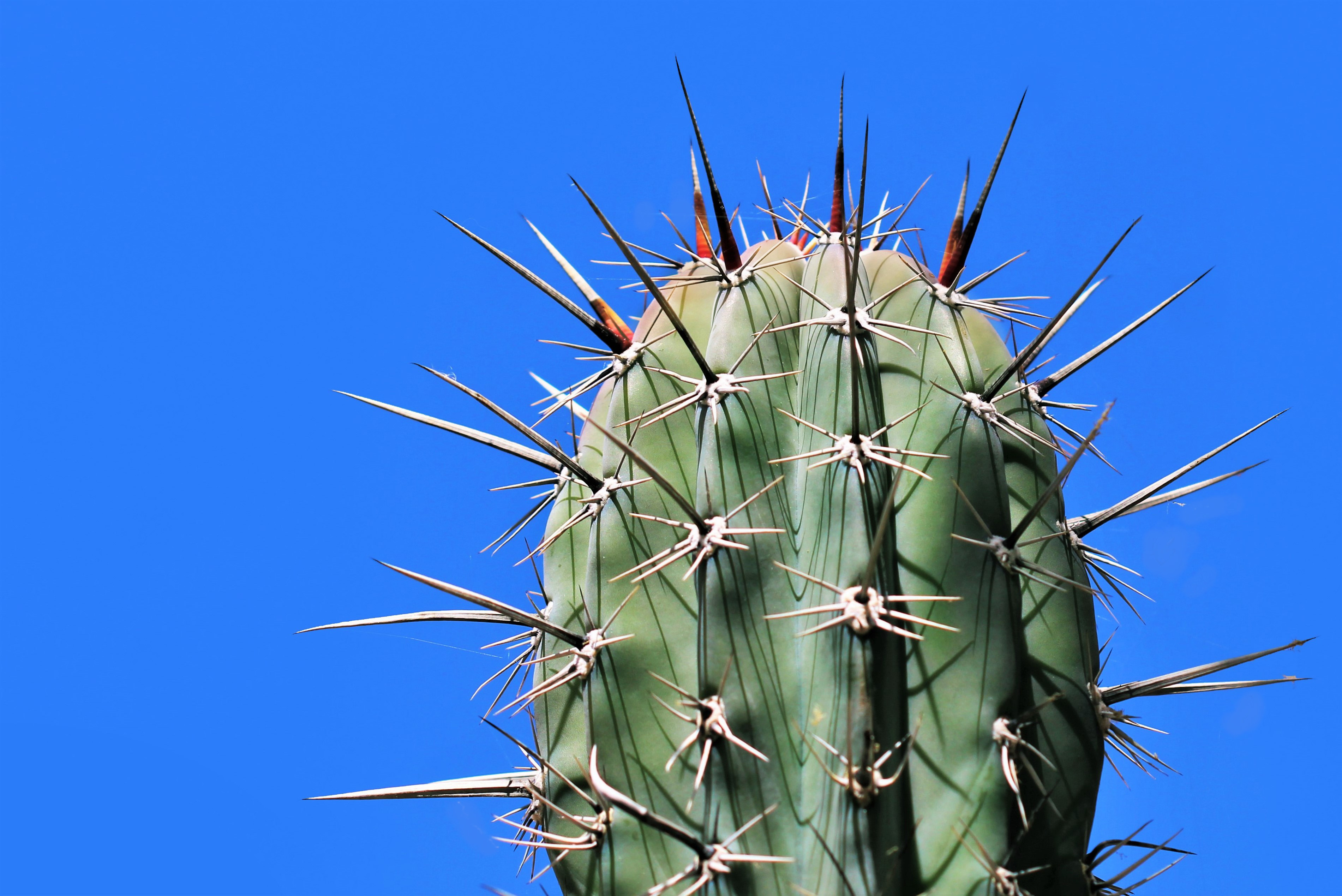 needle, plant, macro, cactus, thorns, prickles for android