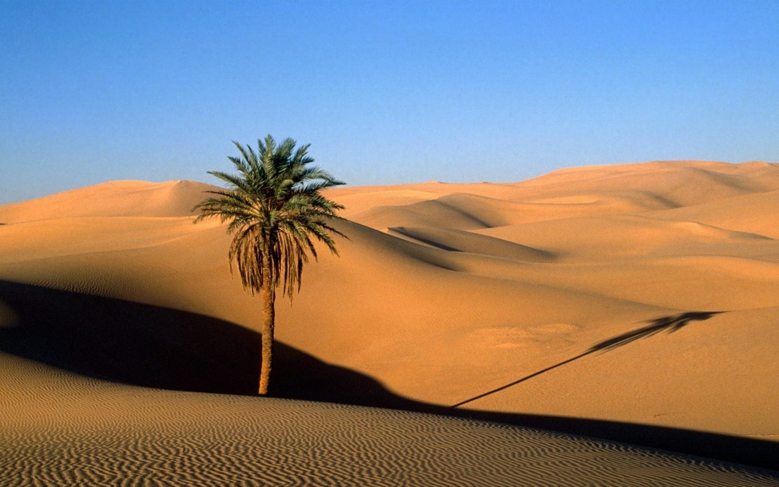 Природные зоны египта и их основные особенности. Африка сахара. Барханы Оазис Саудовская Аравия. Финиковая Пальма в пустыне. Тропические полупустыни Африки сахара.