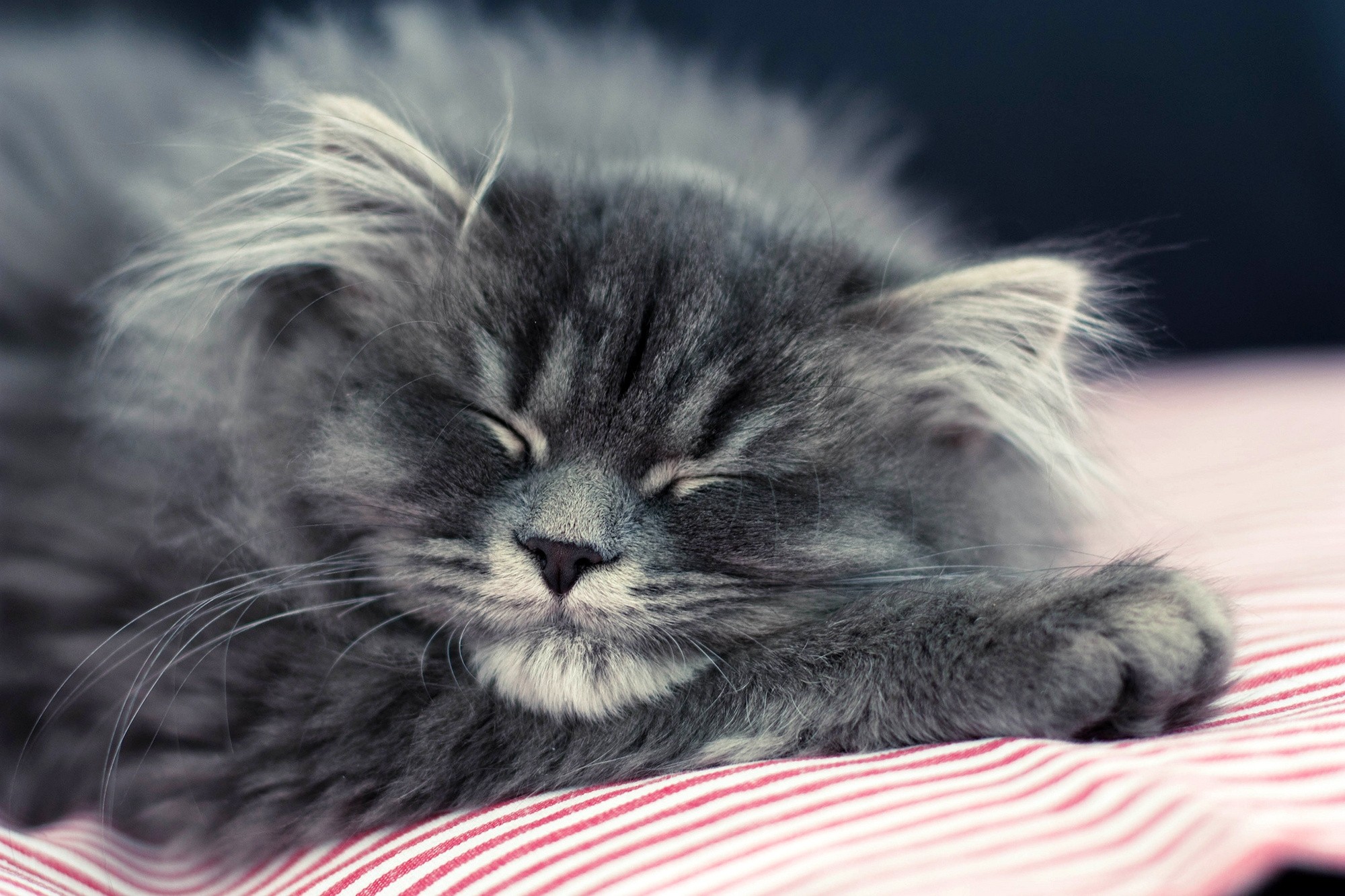 Download mobile wallpaper Dream, Sleep, Fluffy, Animals, Muzzle, Cat for free.