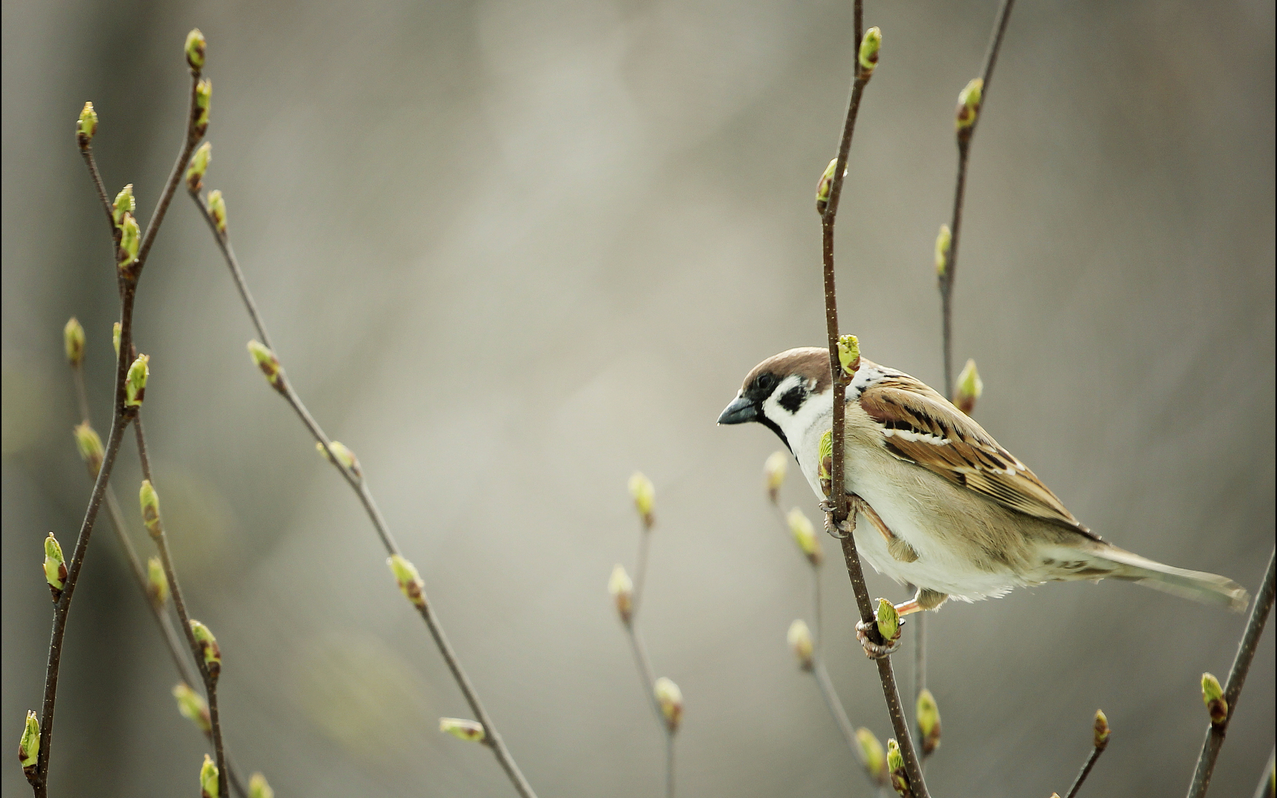 sparrow, animal, birds