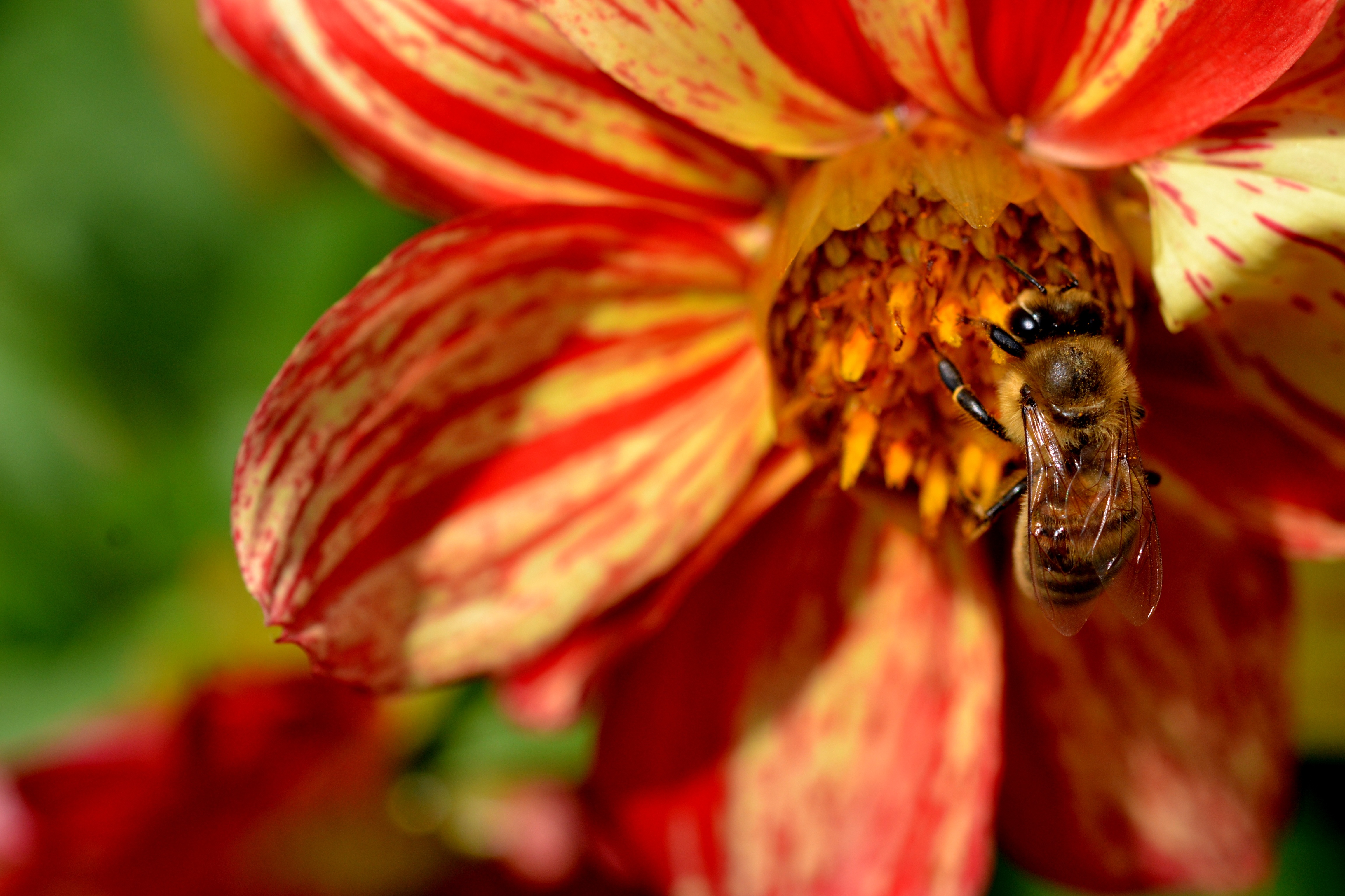 Free download wallpaper Bee, Pollination, Flower, Macro on your PC desktop