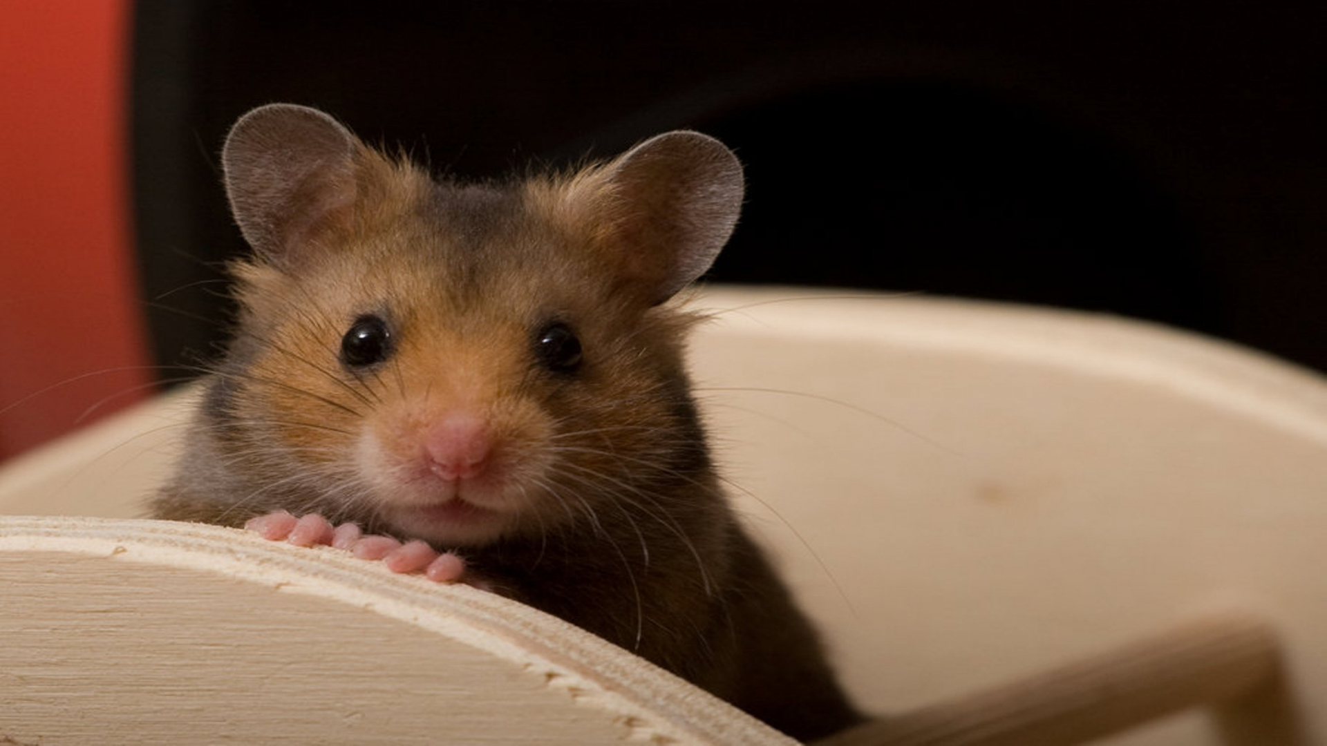 Cute Hamster Wallpapers  Apps on Google Play