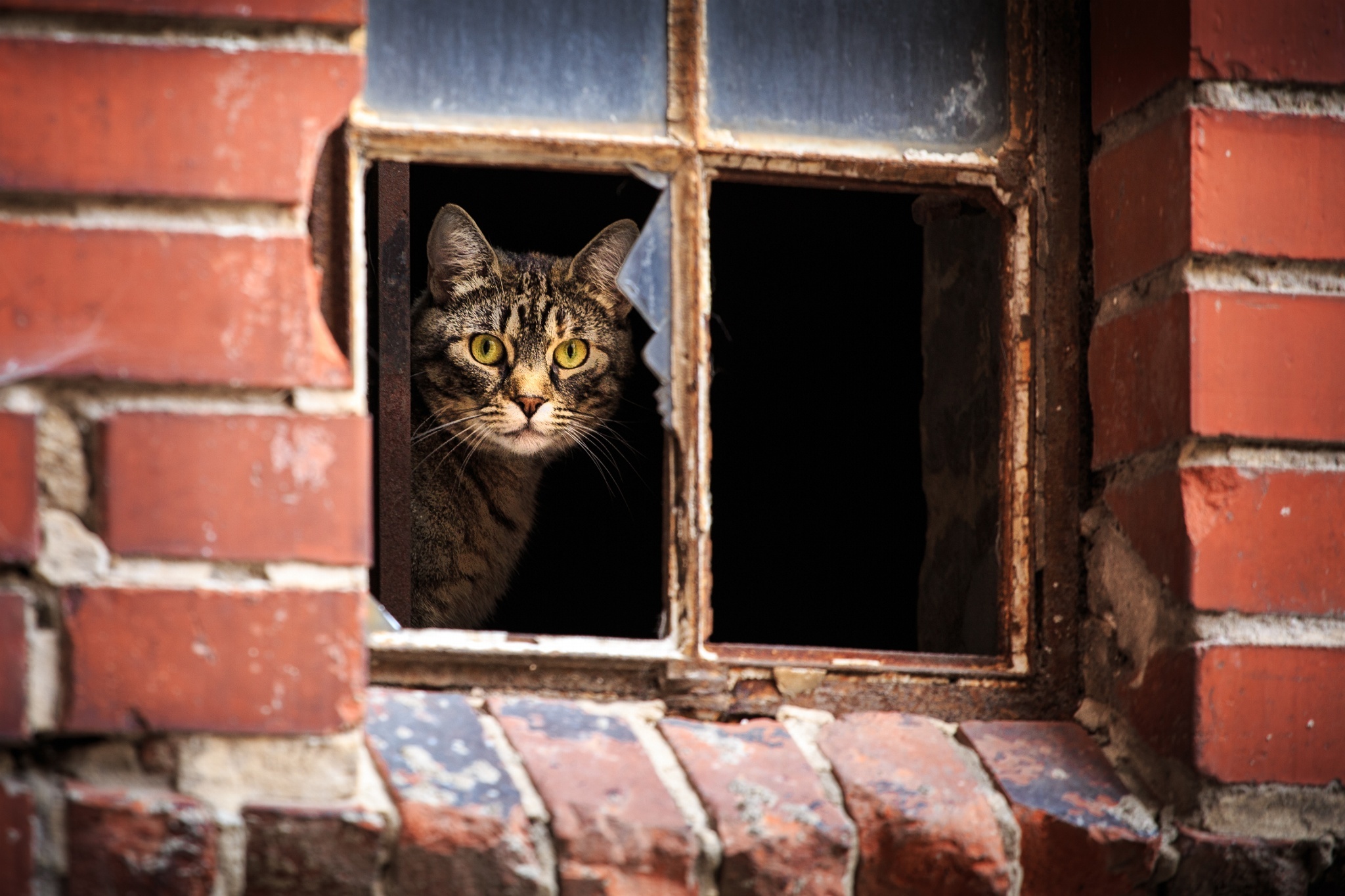 animals, cat, window, broken, peek out, look out