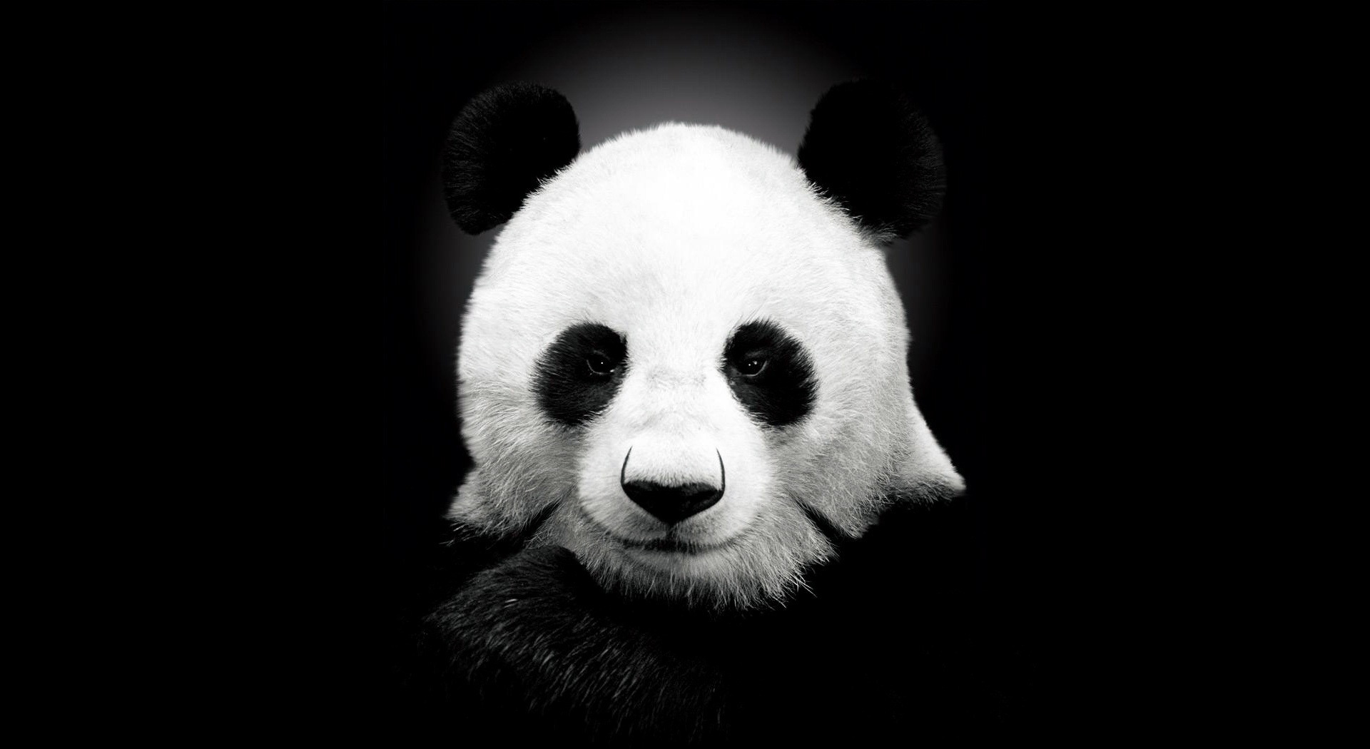 animals, pandas UHD