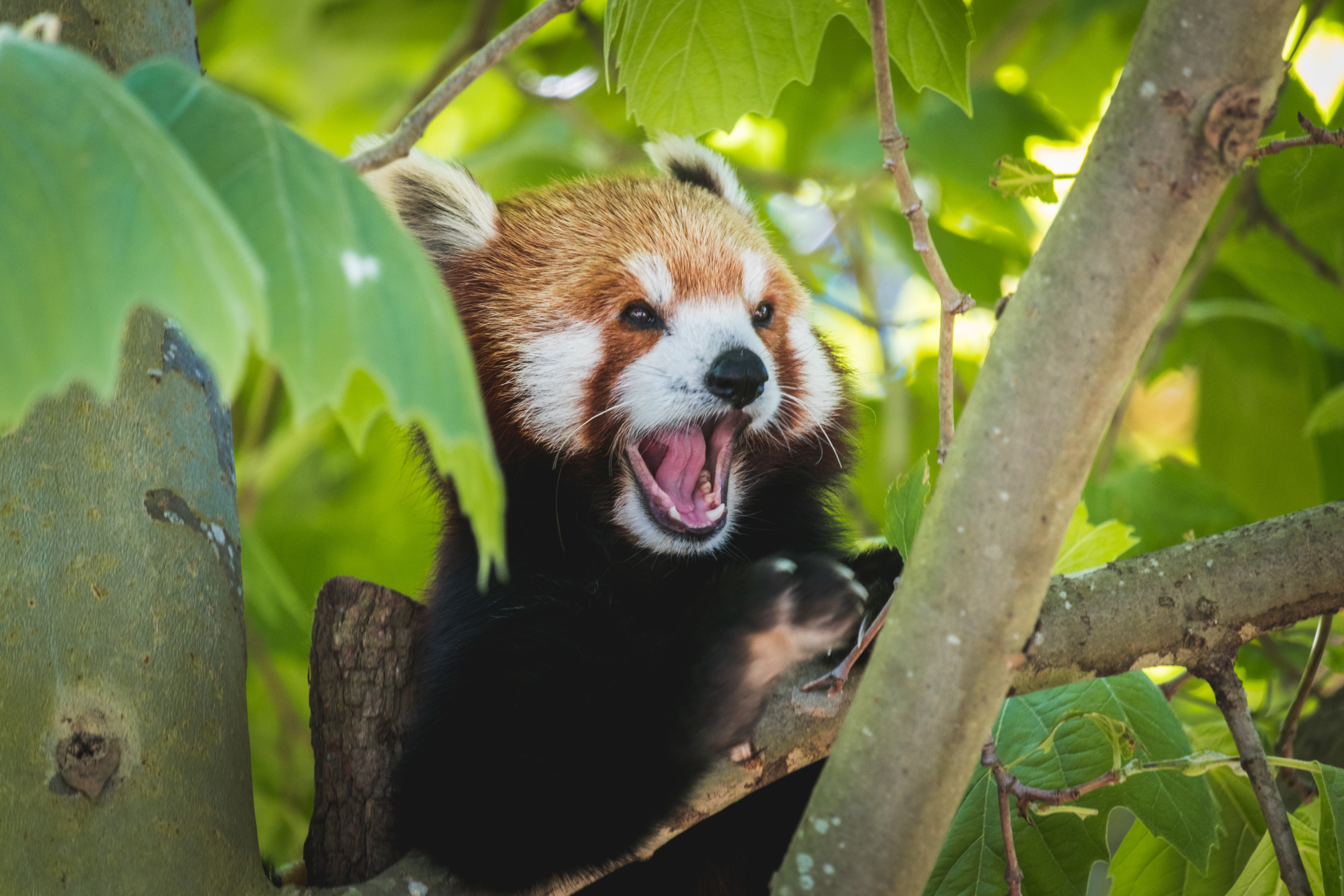 55965 скачать картинку забавный, красная панда, животные, высунутый язык, панда - обои и заставки бесплатно