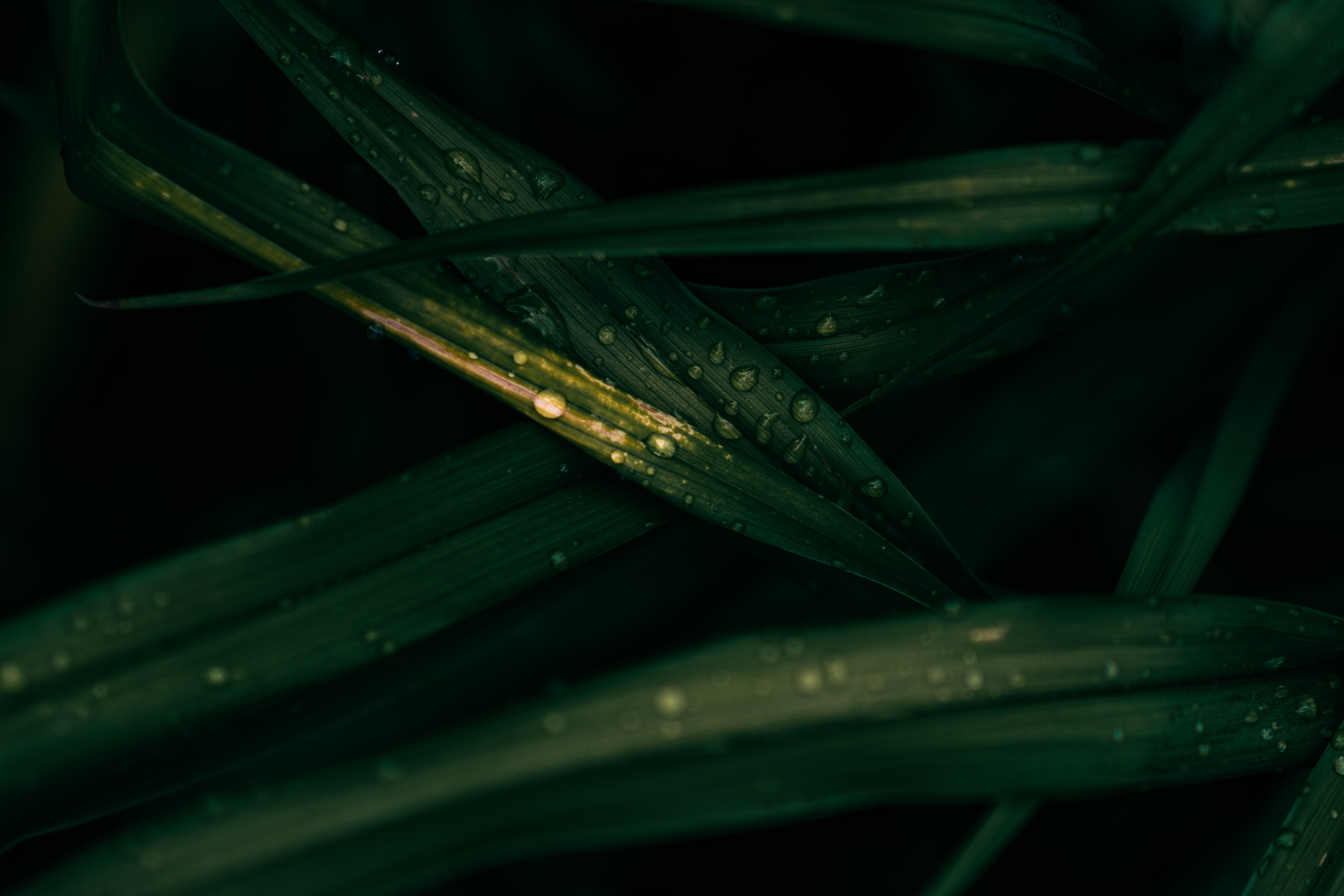 drops, leaves, wet, macro Full HD