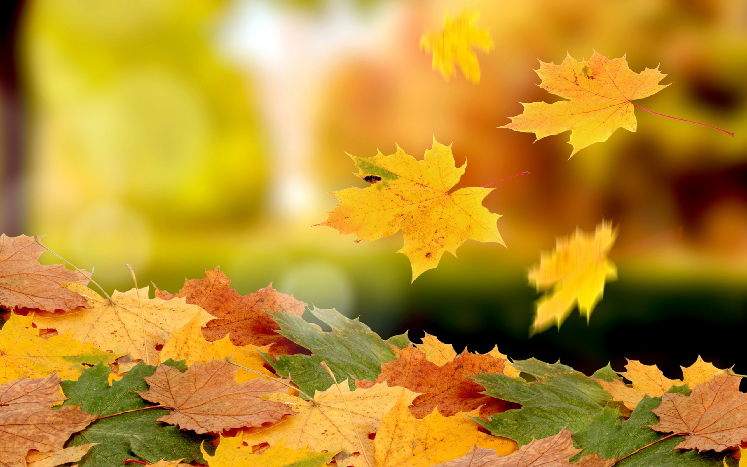 33877 завантажити шпалери осінь, фон, листя, жовтий - заставки і картинки безкоштовно