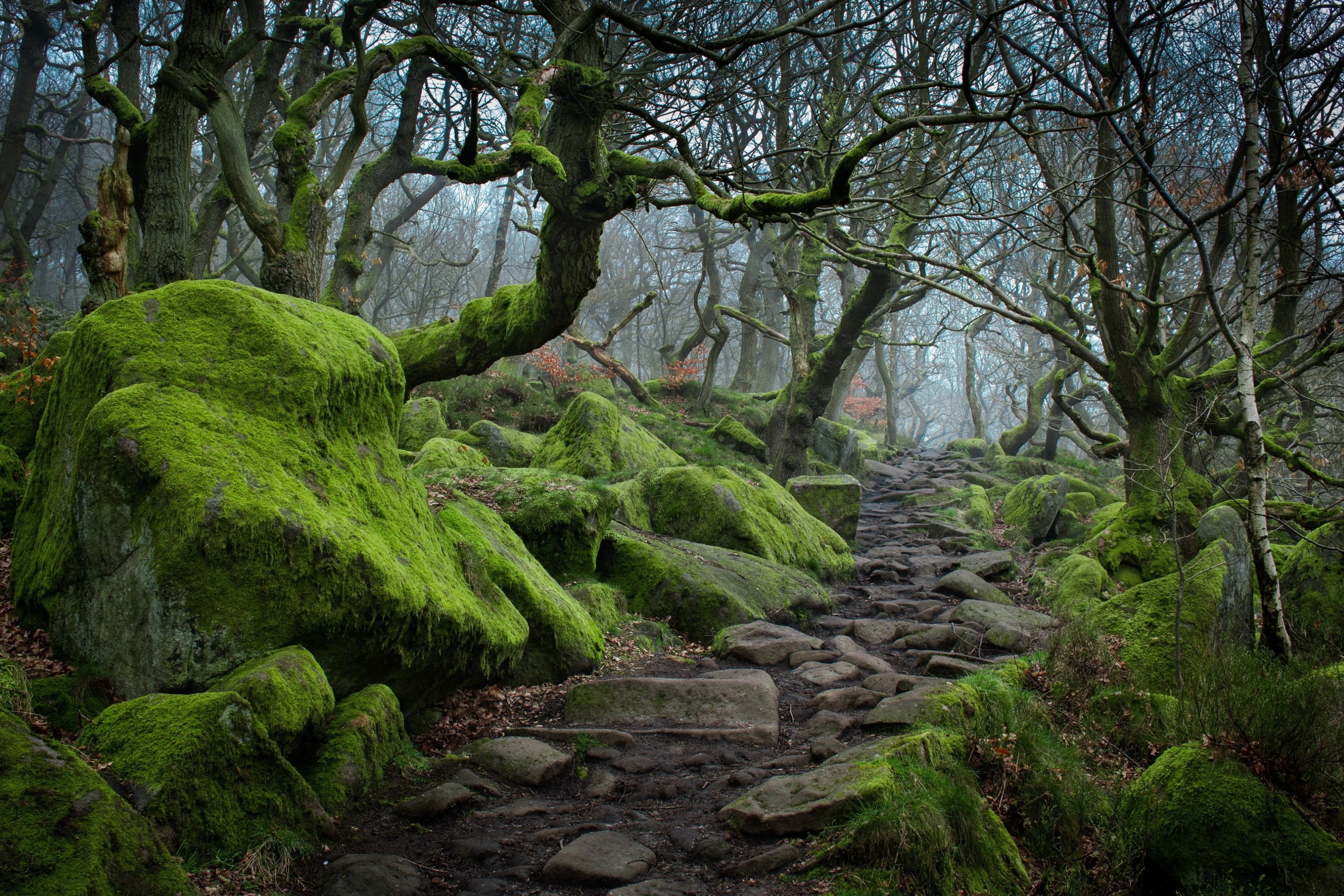 Долина заросшая лесом. Пик Дистрикт Англия лес. Кэрсивин Ирландия лес. Шервудский лес три камня. Шервудский лес в Англии.