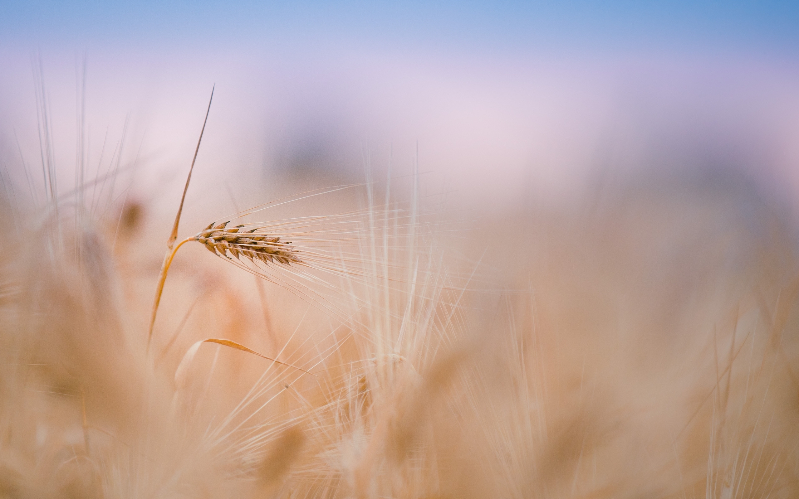Download mobile wallpaper Plants, Background, Wheat for free.