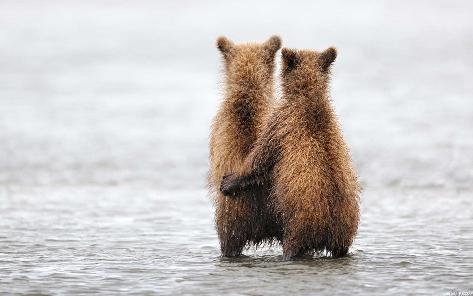 animal, grizzly bear, alaska, grizzly cubs, katmai national park, bears Free Stock Photo