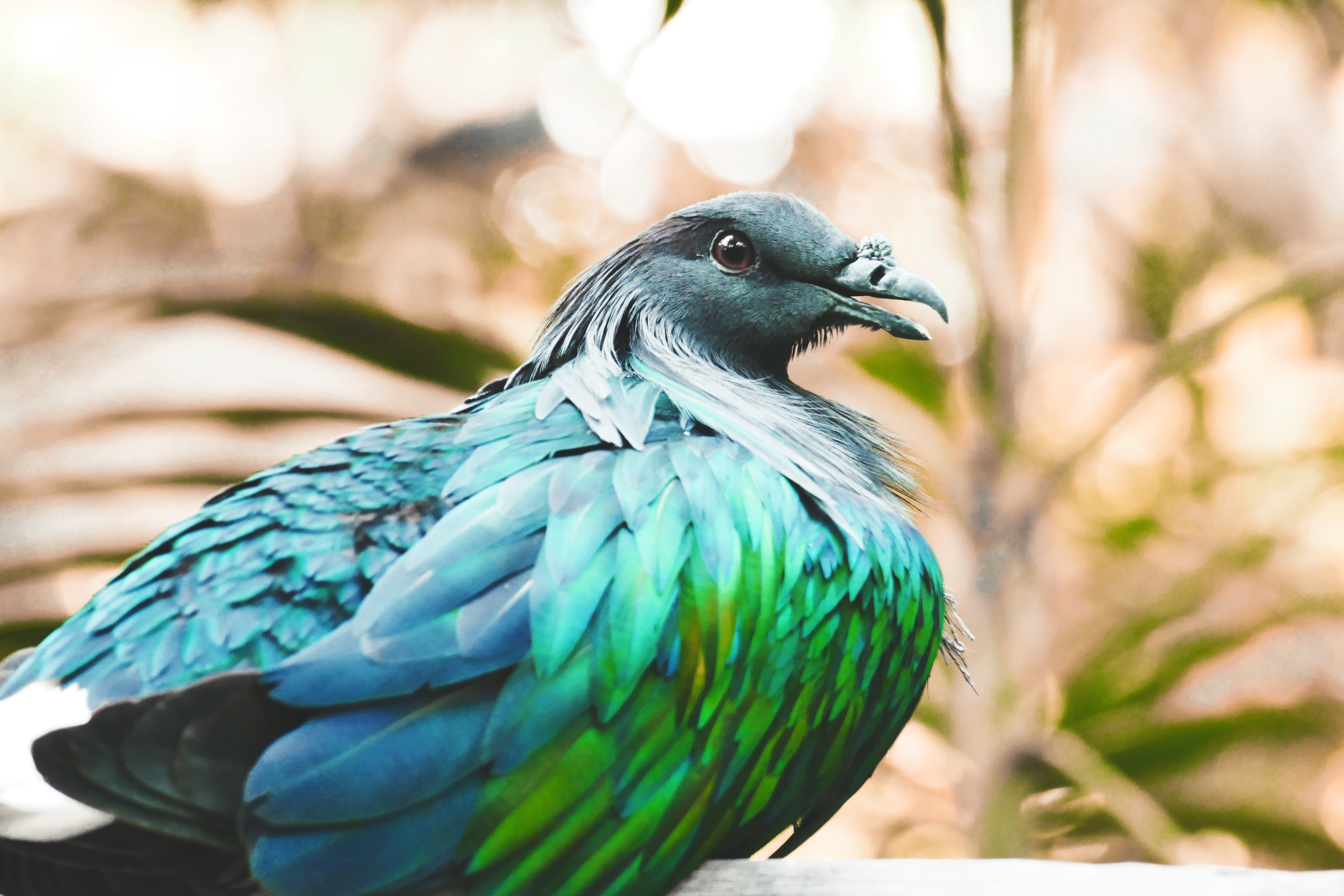 animals, feather, bird, color, nicobar pigeon lock screen backgrounds