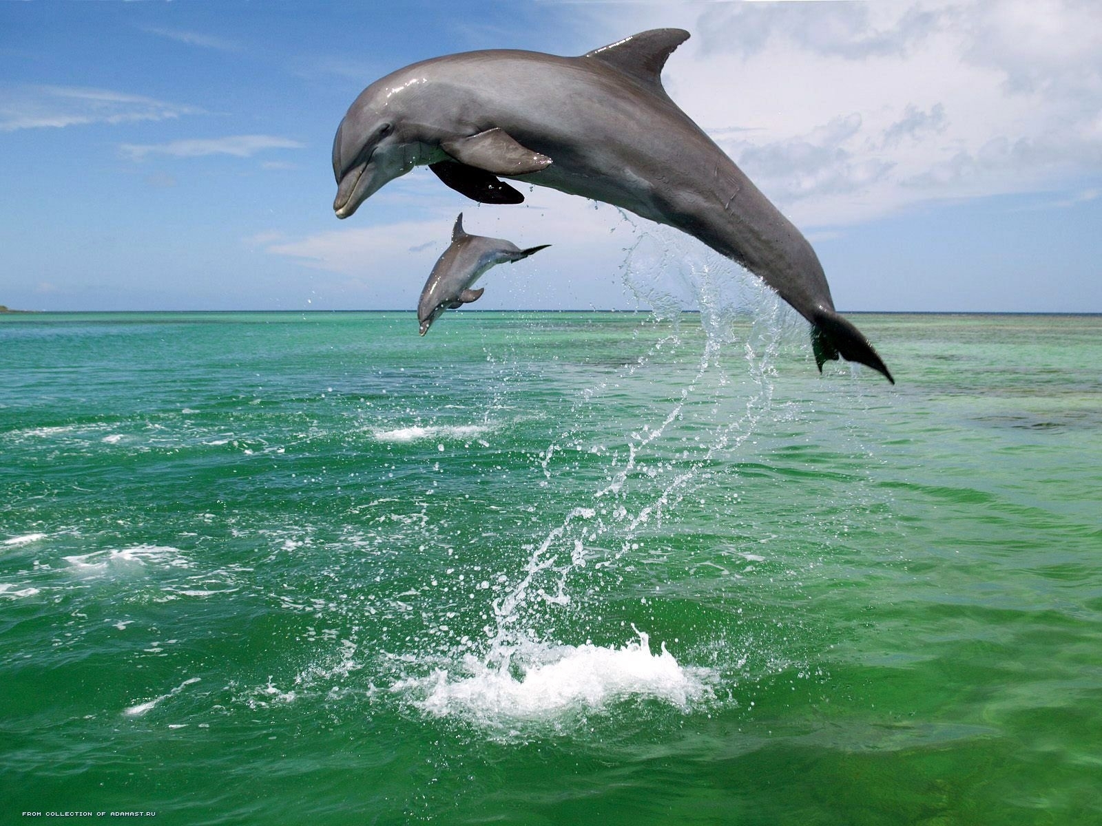 sea, dolfins, animals, water Full HD