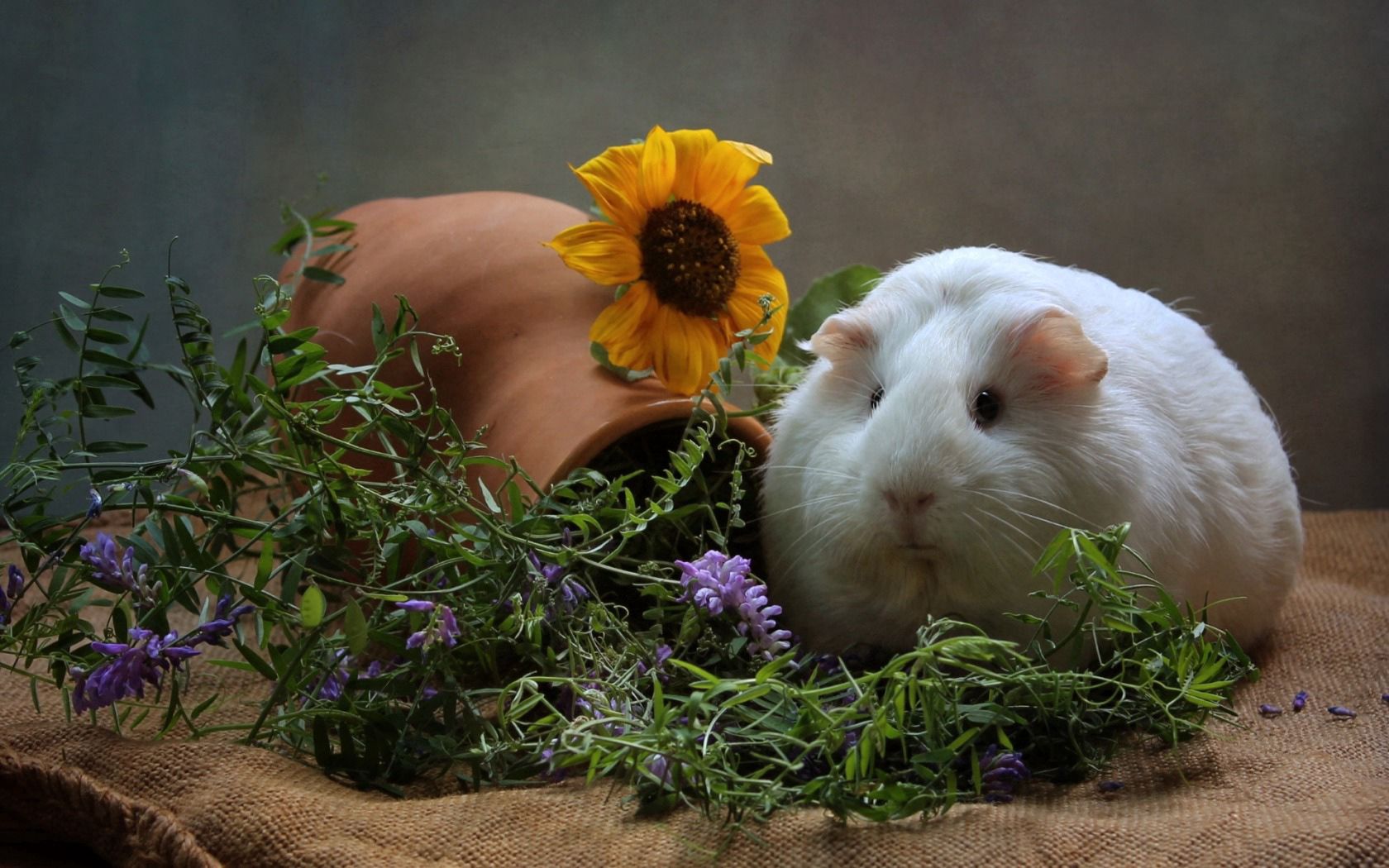 animals, flowers, fat, thick, cool, guinea pig, rodent HD wallpaper