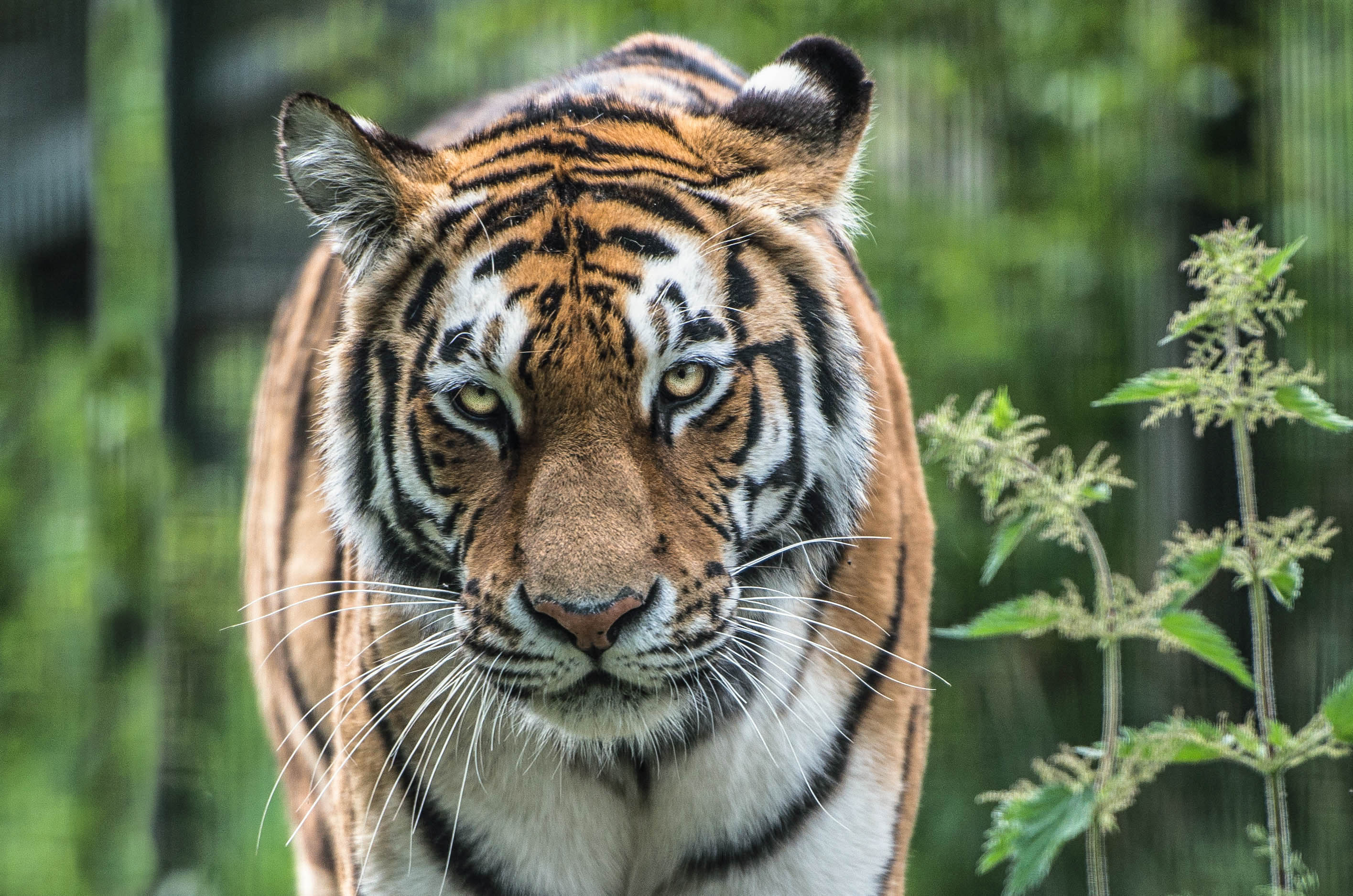 animal, tiger, amur tiger, close up, cats phone background