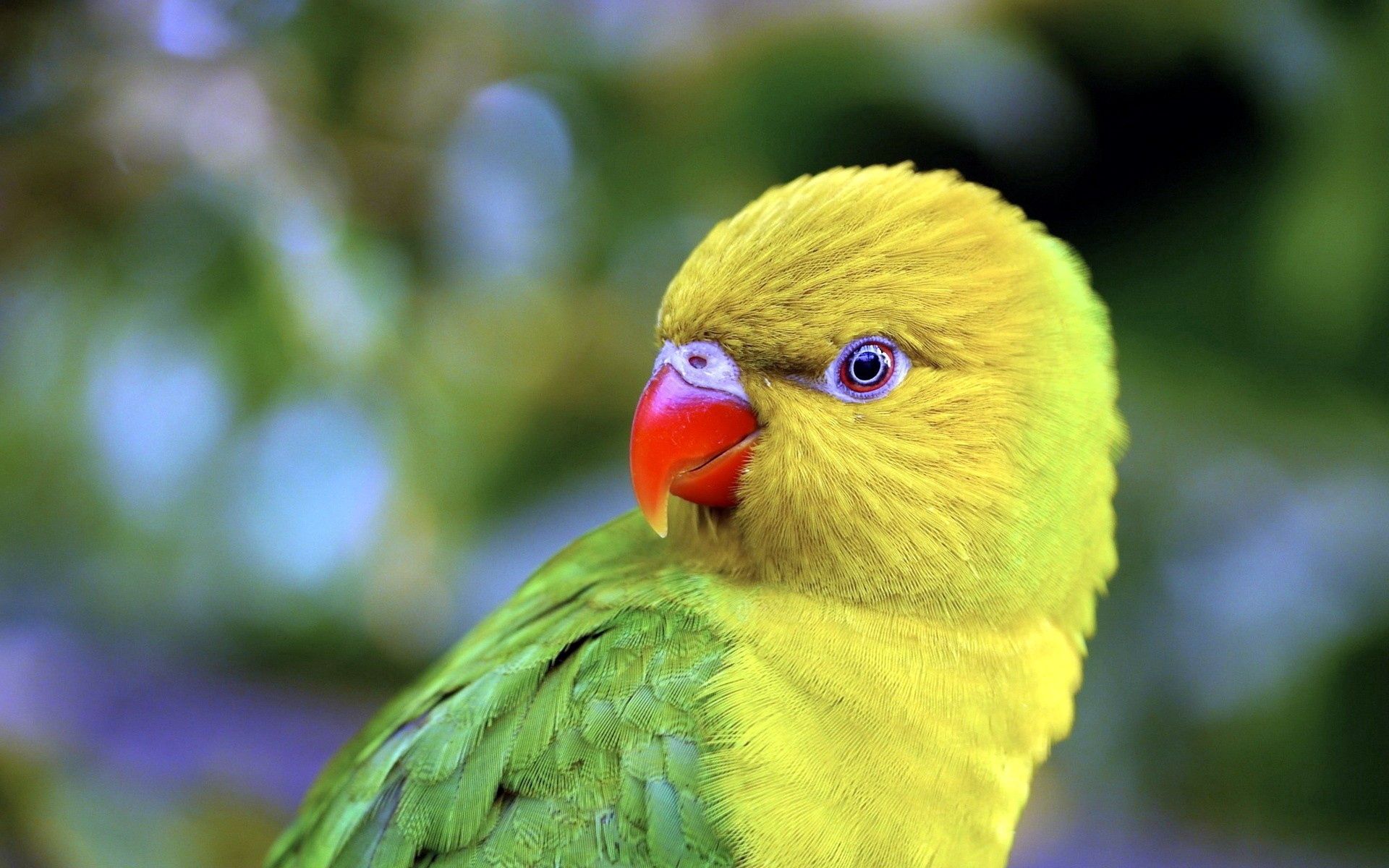 76510 descargar fondo de pantalla animales, loros, pico, pájaro, color: protectores de pantalla e imágenes gratis