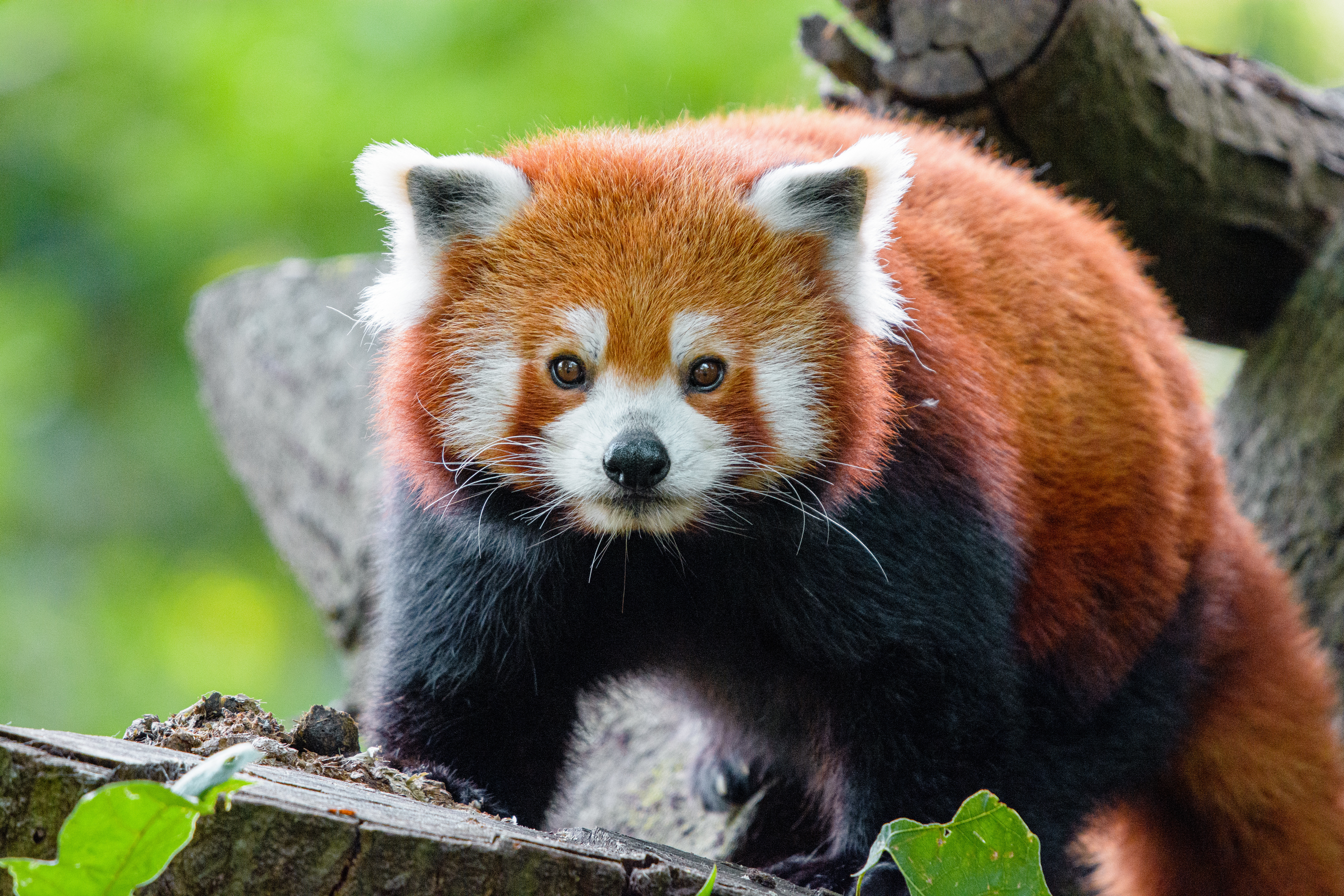 Téléchargez des papiers peints mobile Panda, Animaux, Muselière, Opinion, Museau, Vue, Petit Panda, Animal, Panda Rouge gratuitement.