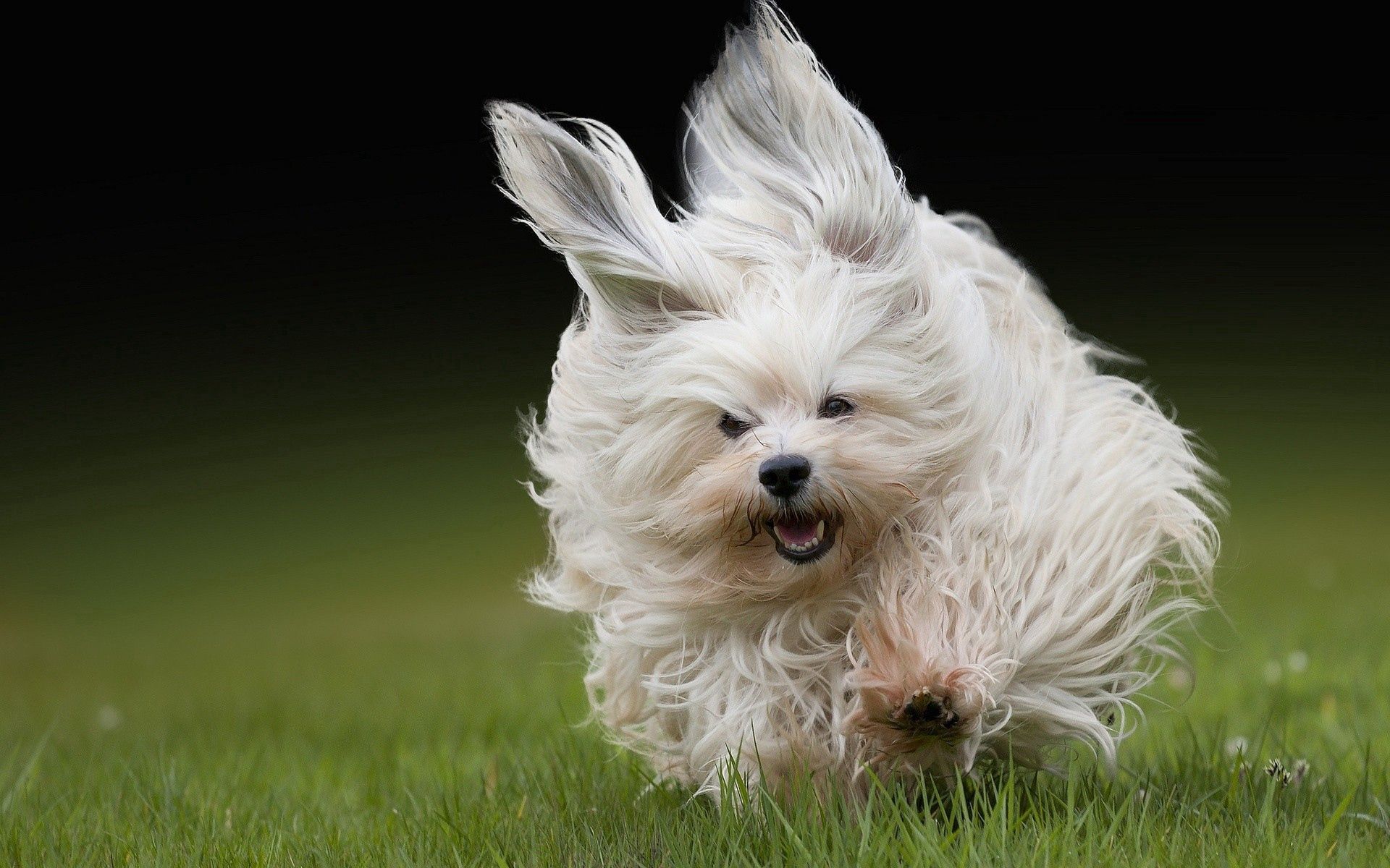 143363壁紙のダウンロード犬, 動物, 草, ふわふわ, ふかふかした, 逃げる, 走る-スクリーンセーバーと写真を無料で