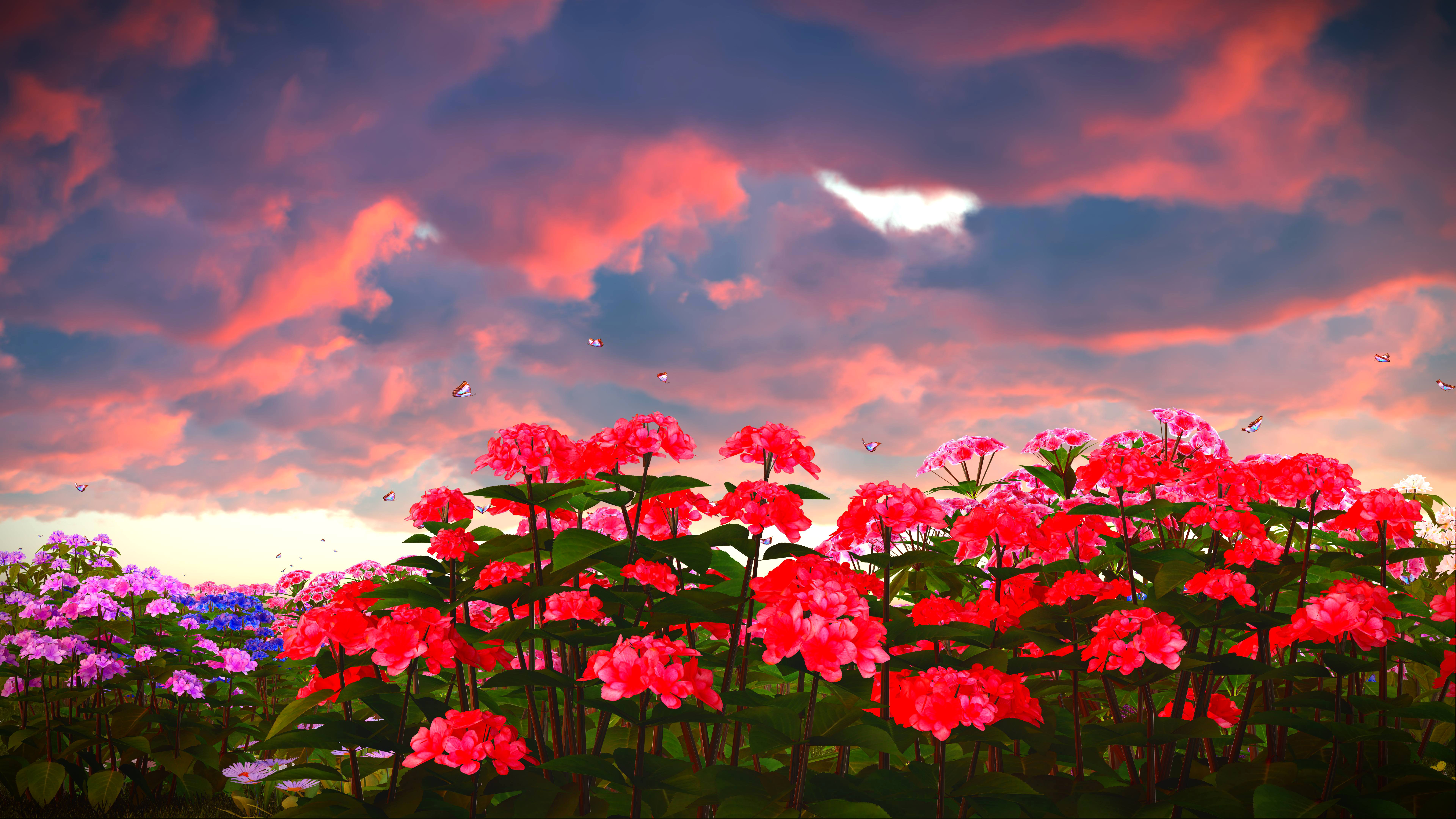 field, earth, flower, phlox, sunset, flowers