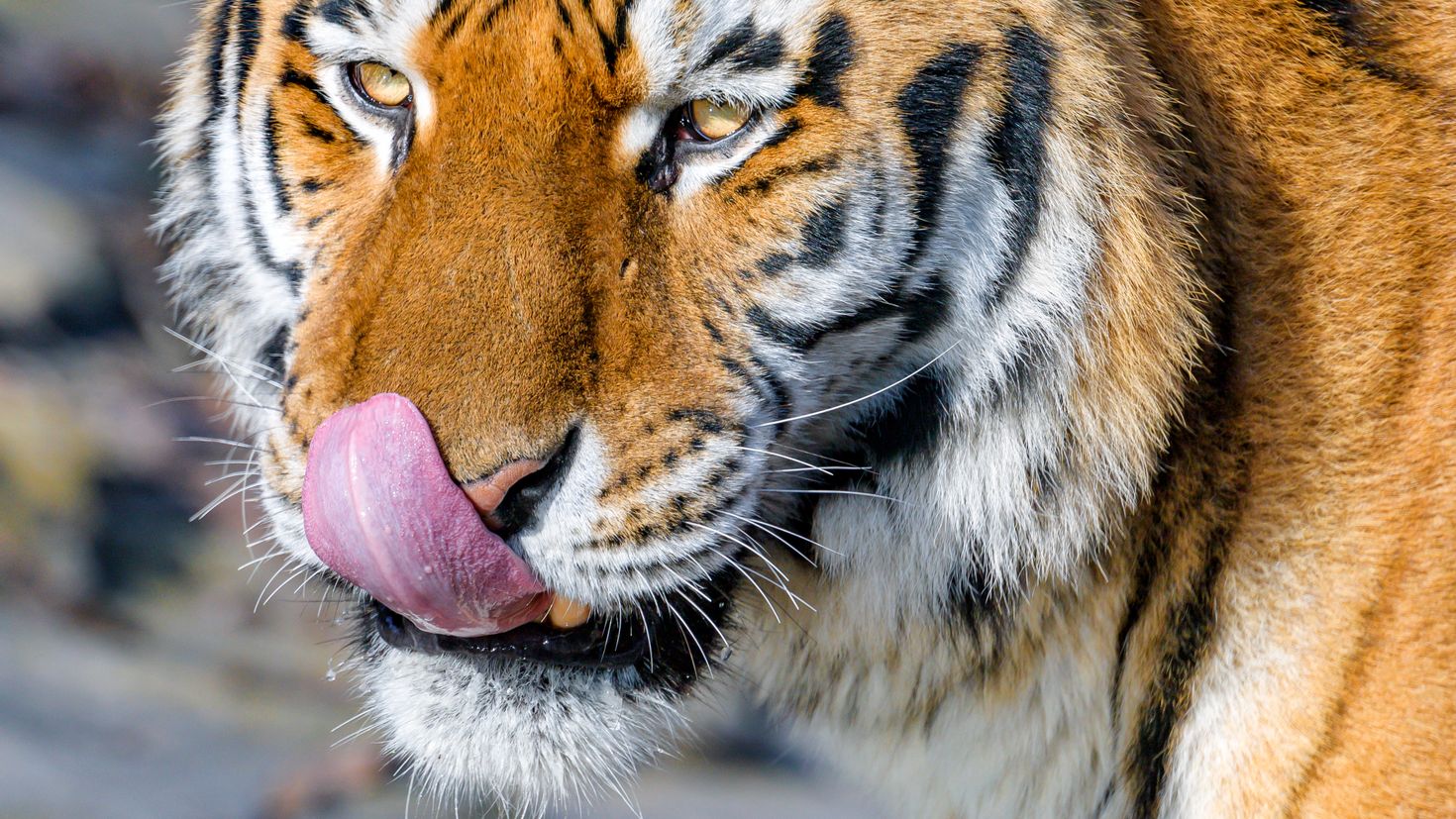 Включи язык зверей. Тигр с высунутым языком. Тигр с языком. Коричневый тигр.