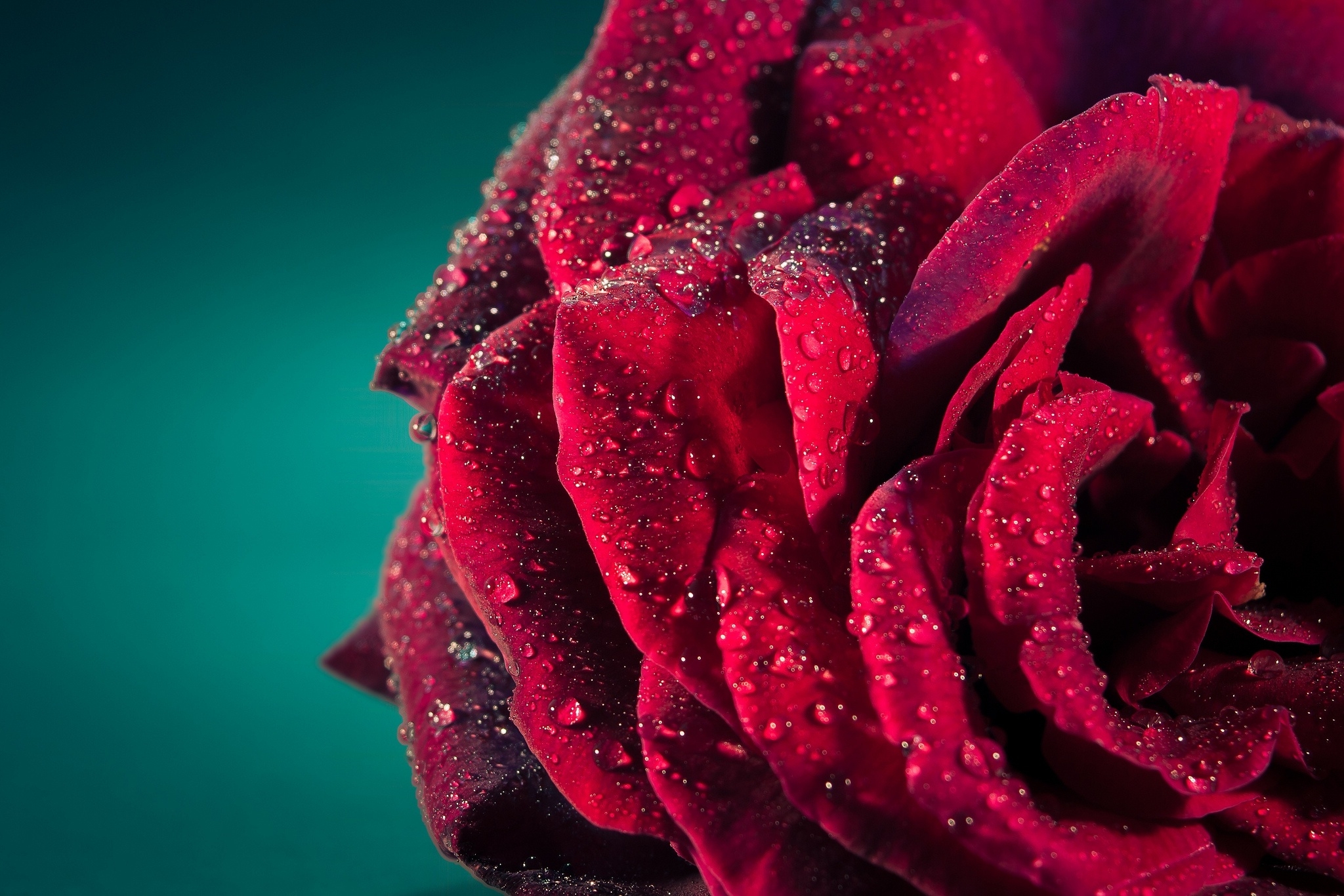 rose flower, drops, macro, rose, petals
