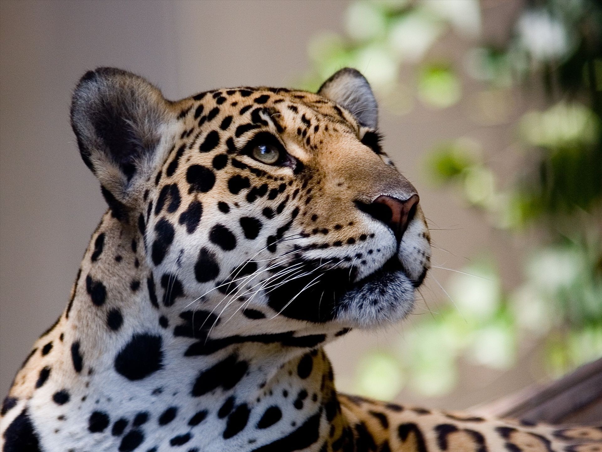 jaguar, animal, cats HD wallpaper