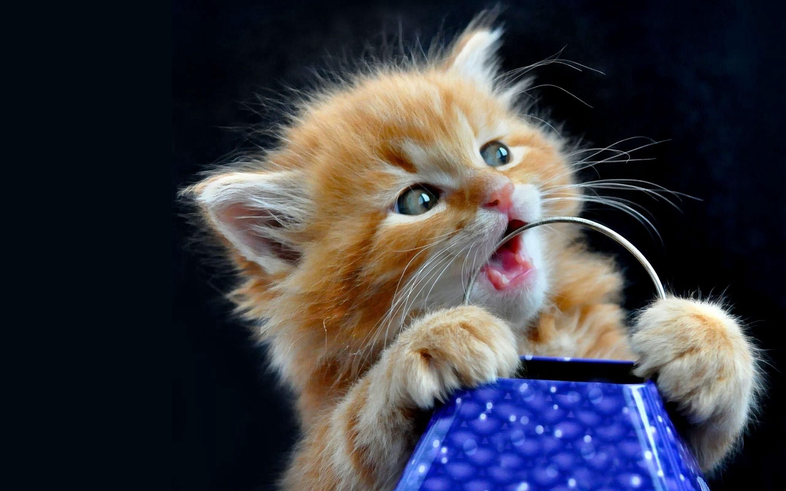 kitten, animals, tablewares, fluffy, kitty, striped HD wallpaper