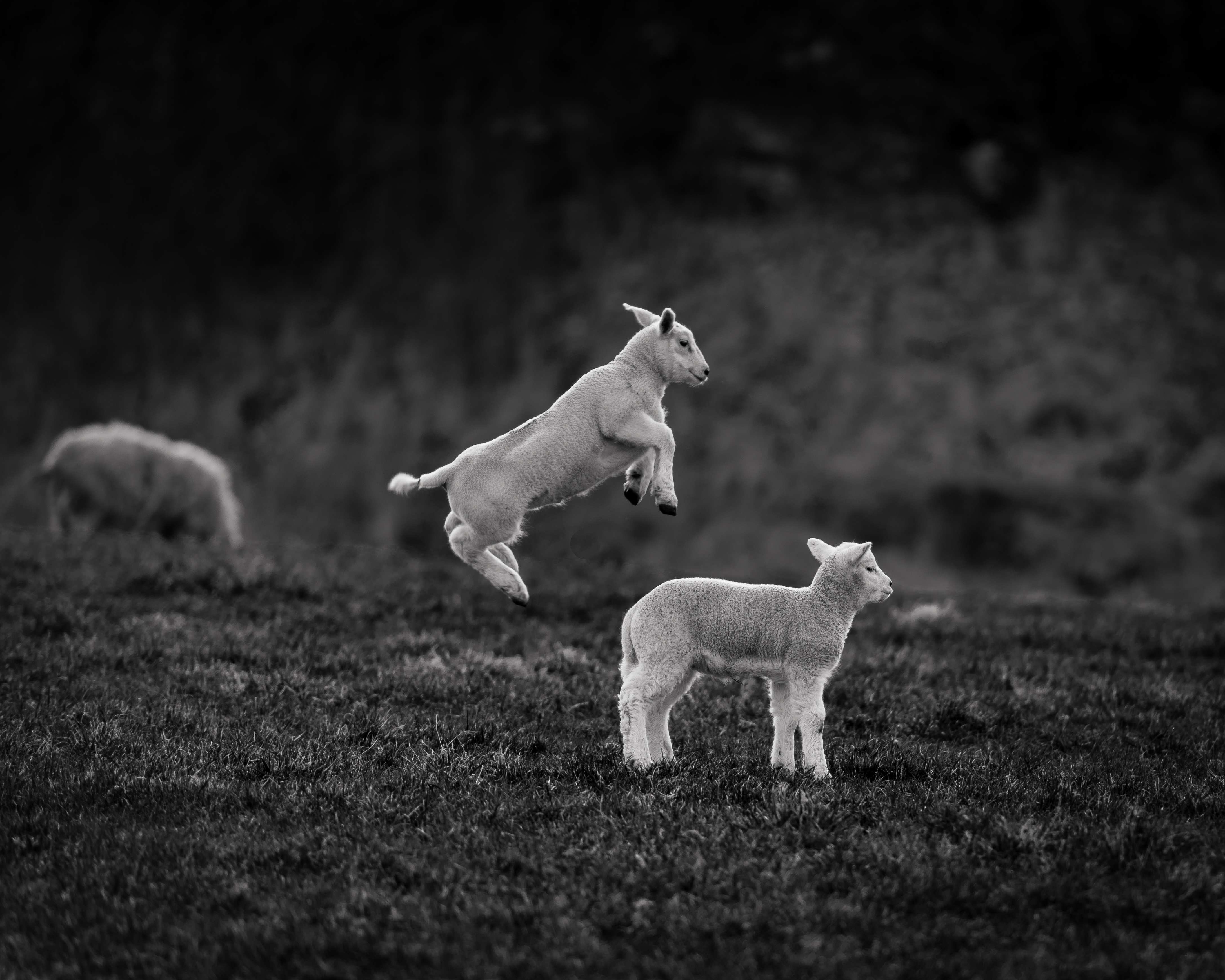 4k Lambs Photos