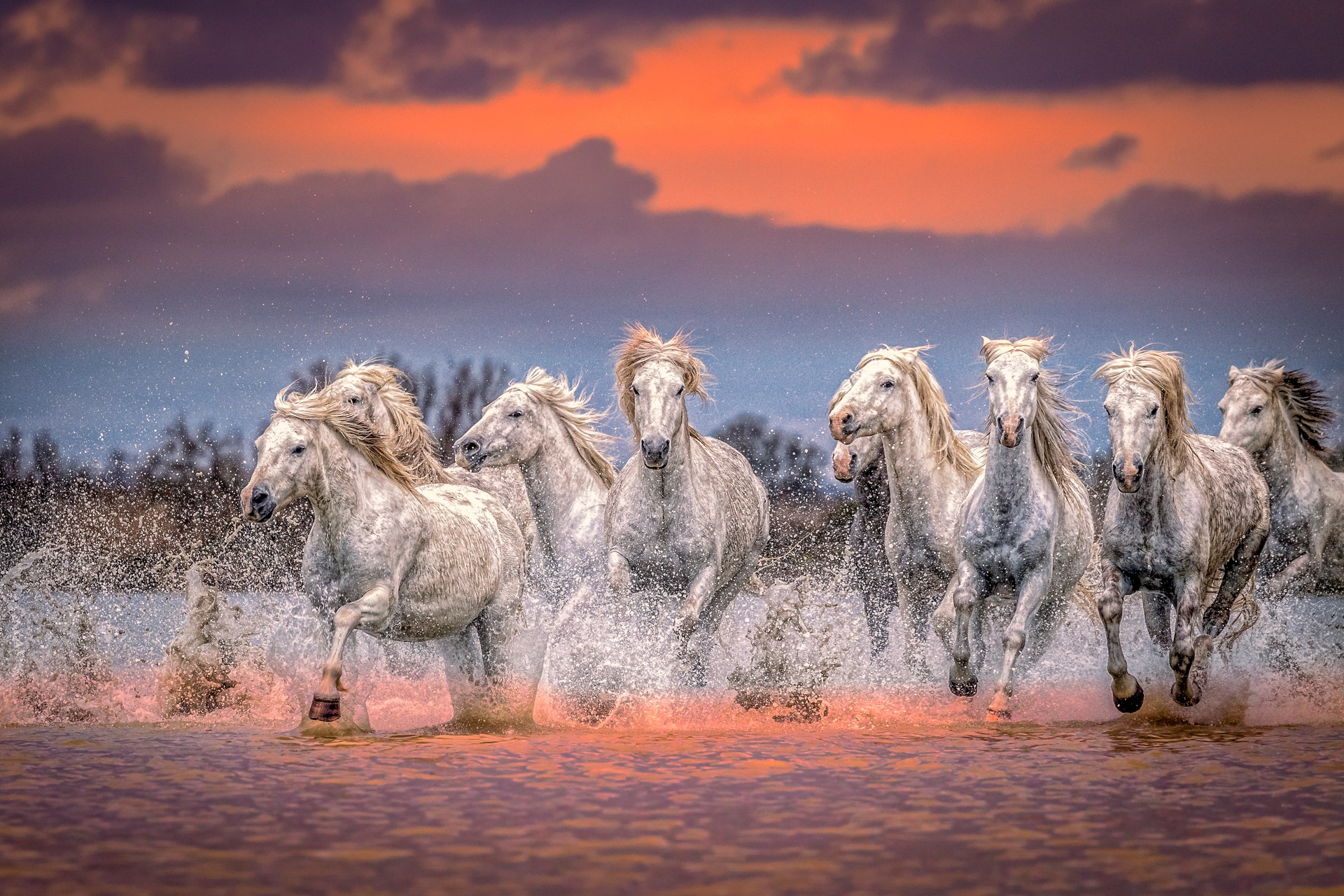 Табун арабских лошадей