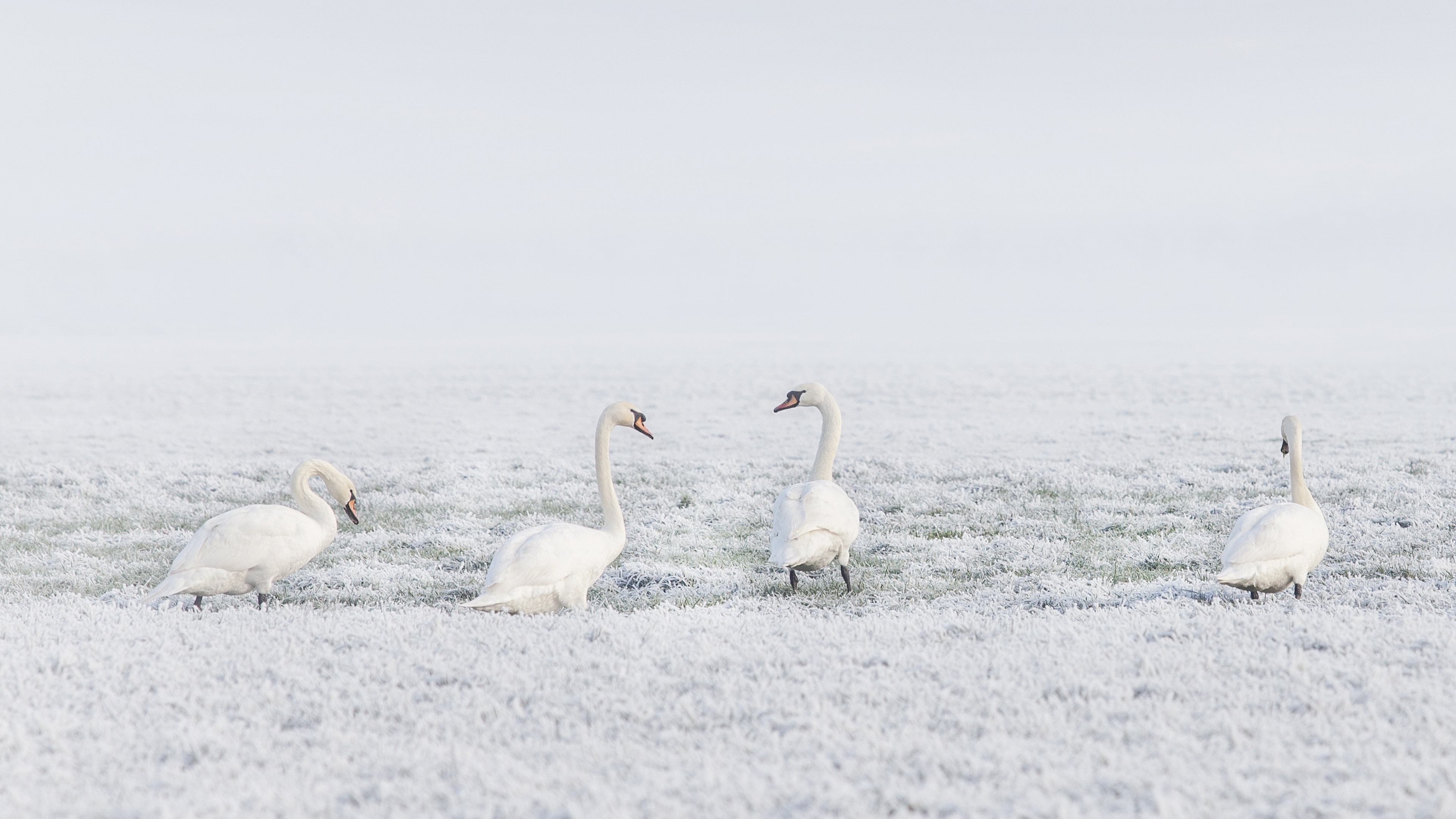 Download mobile wallpaper Winter, Birds, Bird, Animal, Swan, Mute Swan for free.