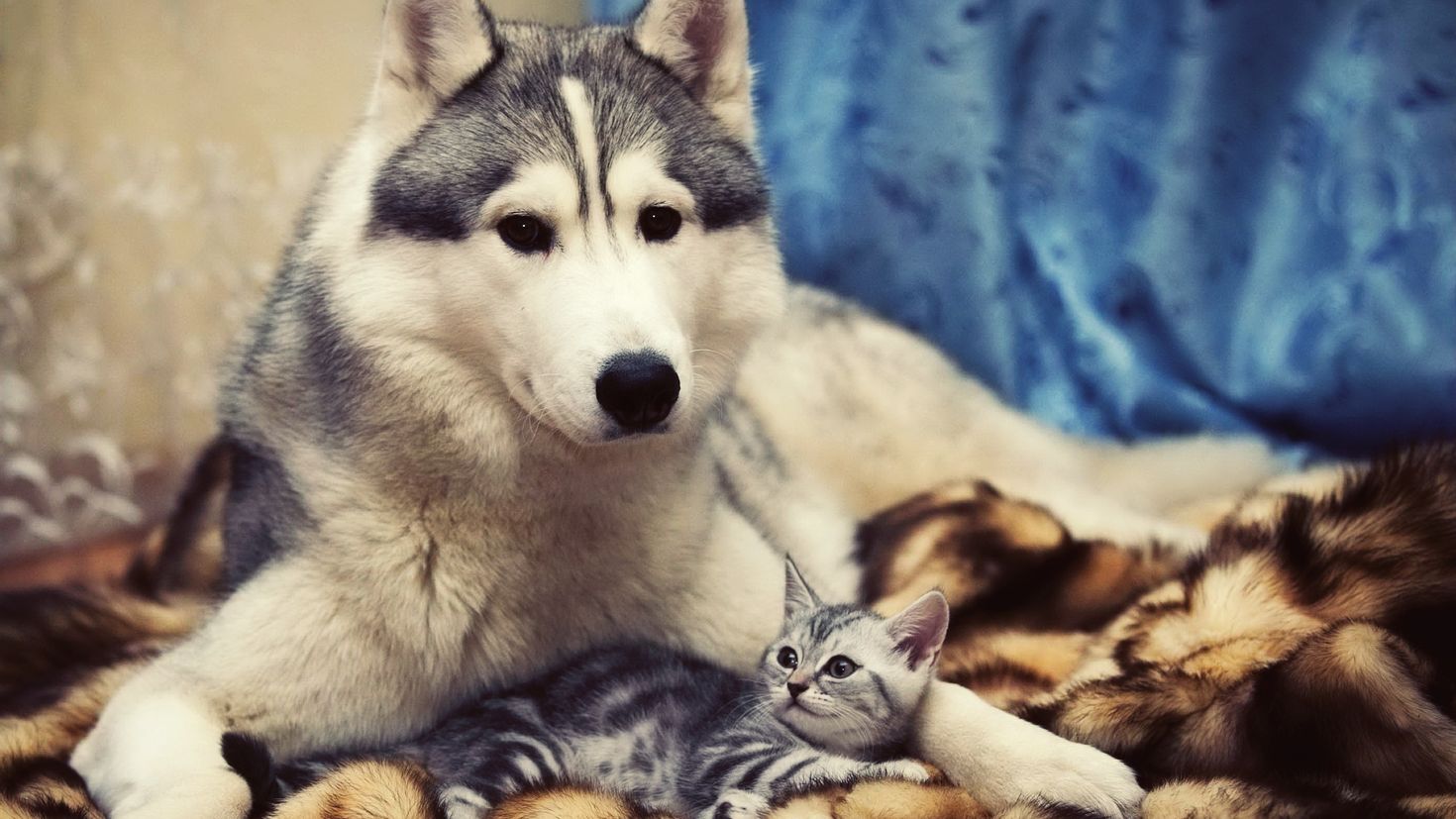 Животные породы кошек и собак. Собака хаски. Маламут кошка. Обои с собаками. Красивые картинки собак и щенят.