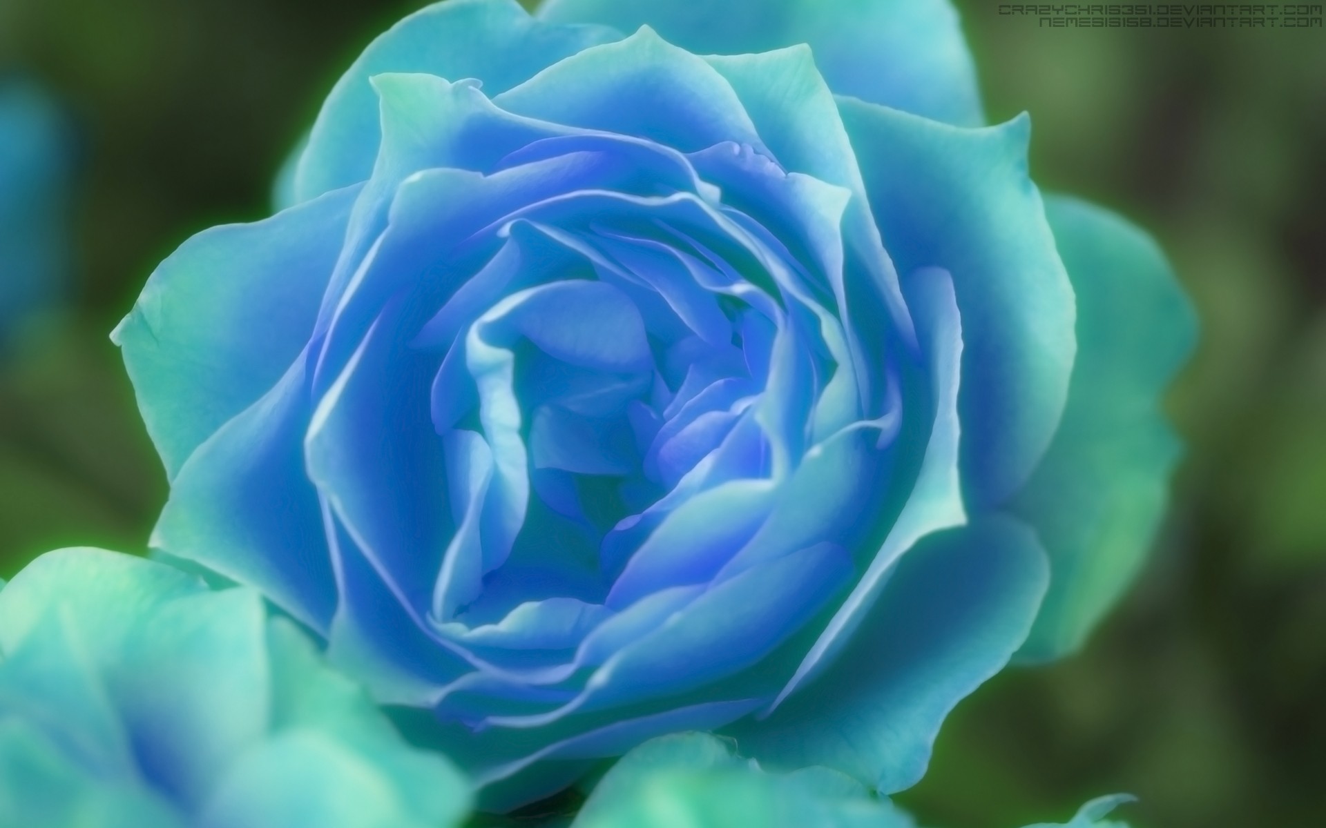 artistic, rose, blue flower, blue rose Full HD